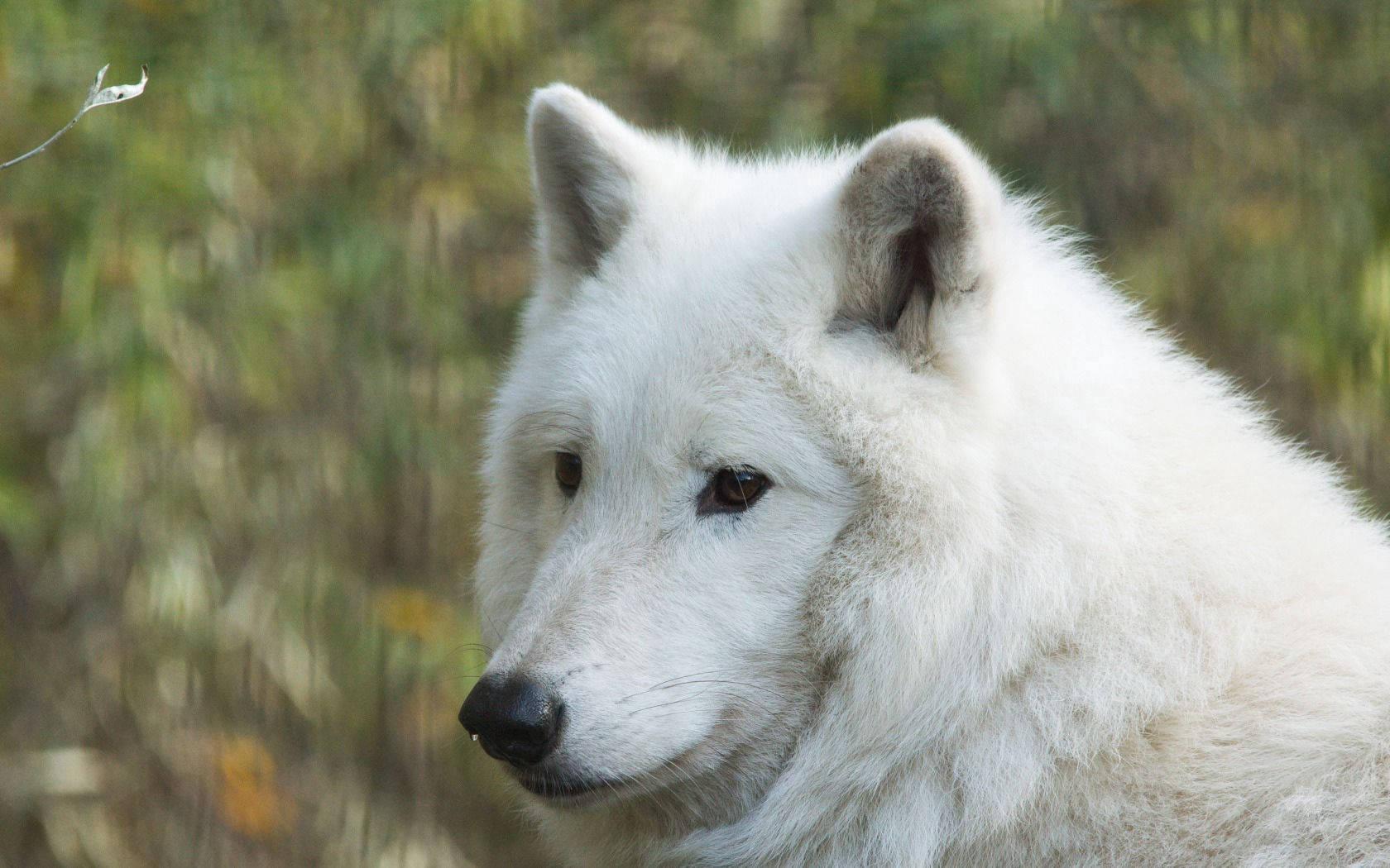 A picture of a majestic white wolf in the wilderness — 1680x1050 wallpaper