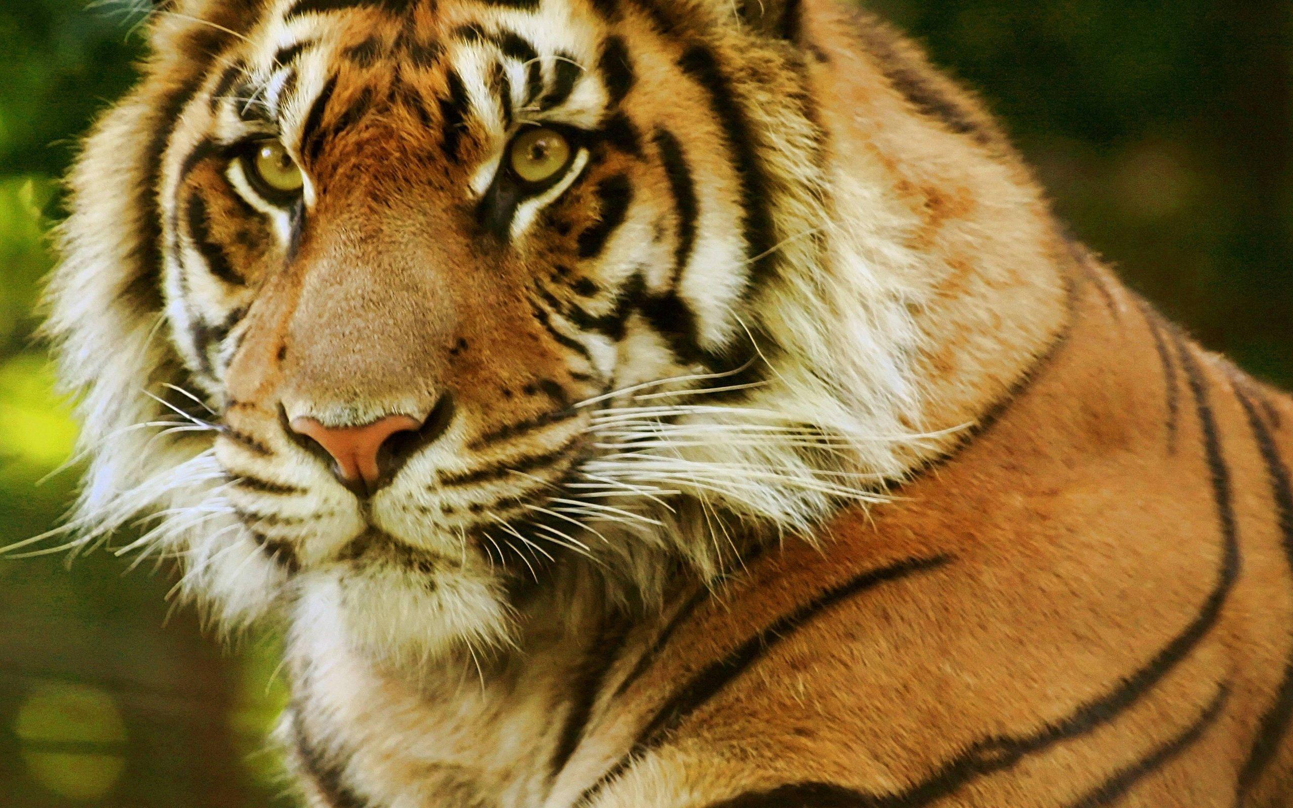 A piercing gaze from the King of the Jungle — 2560x1600 wallpaper