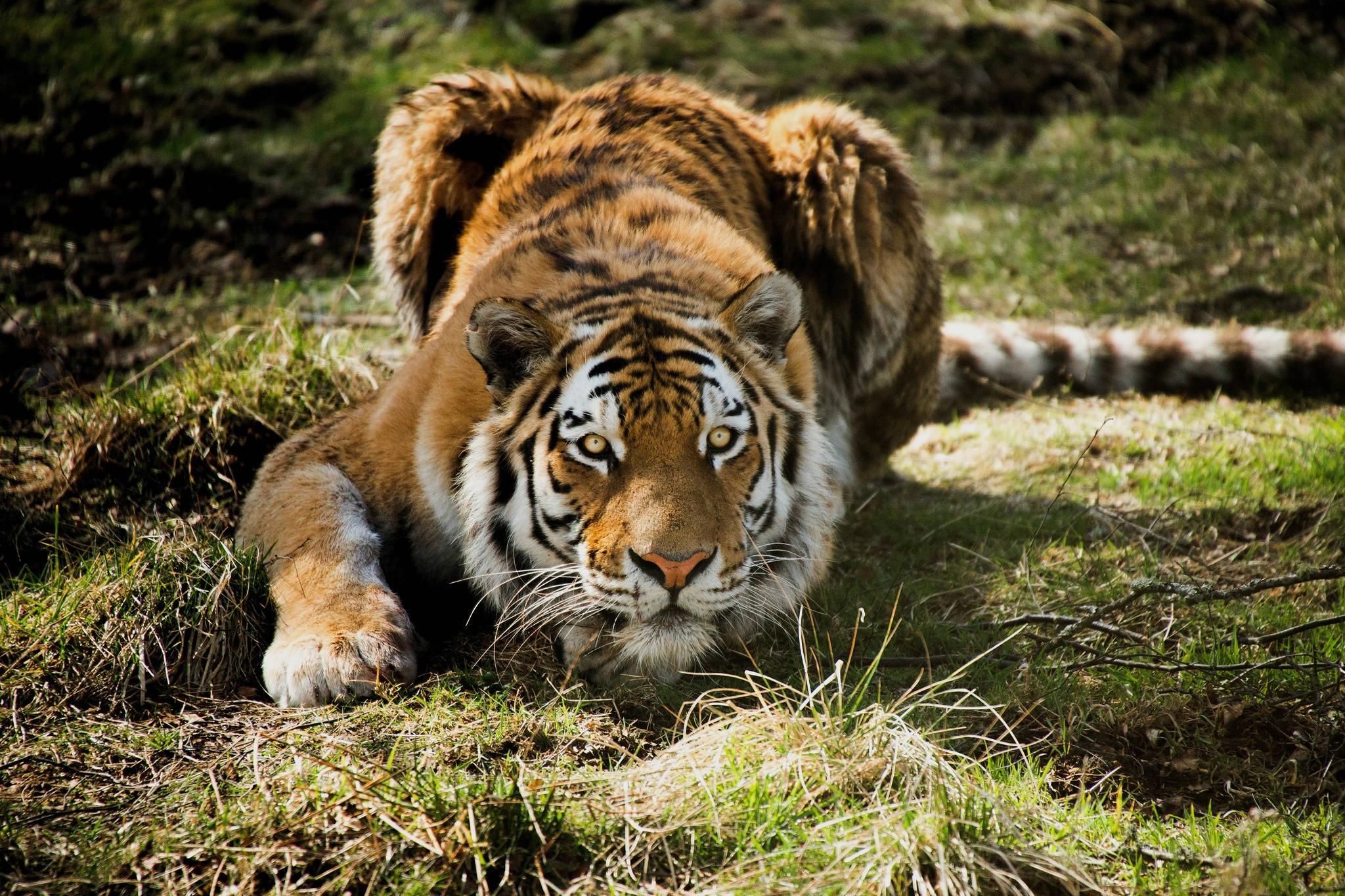 A Powerful Tiger on the Hunt — 2048x1365 wallpaper