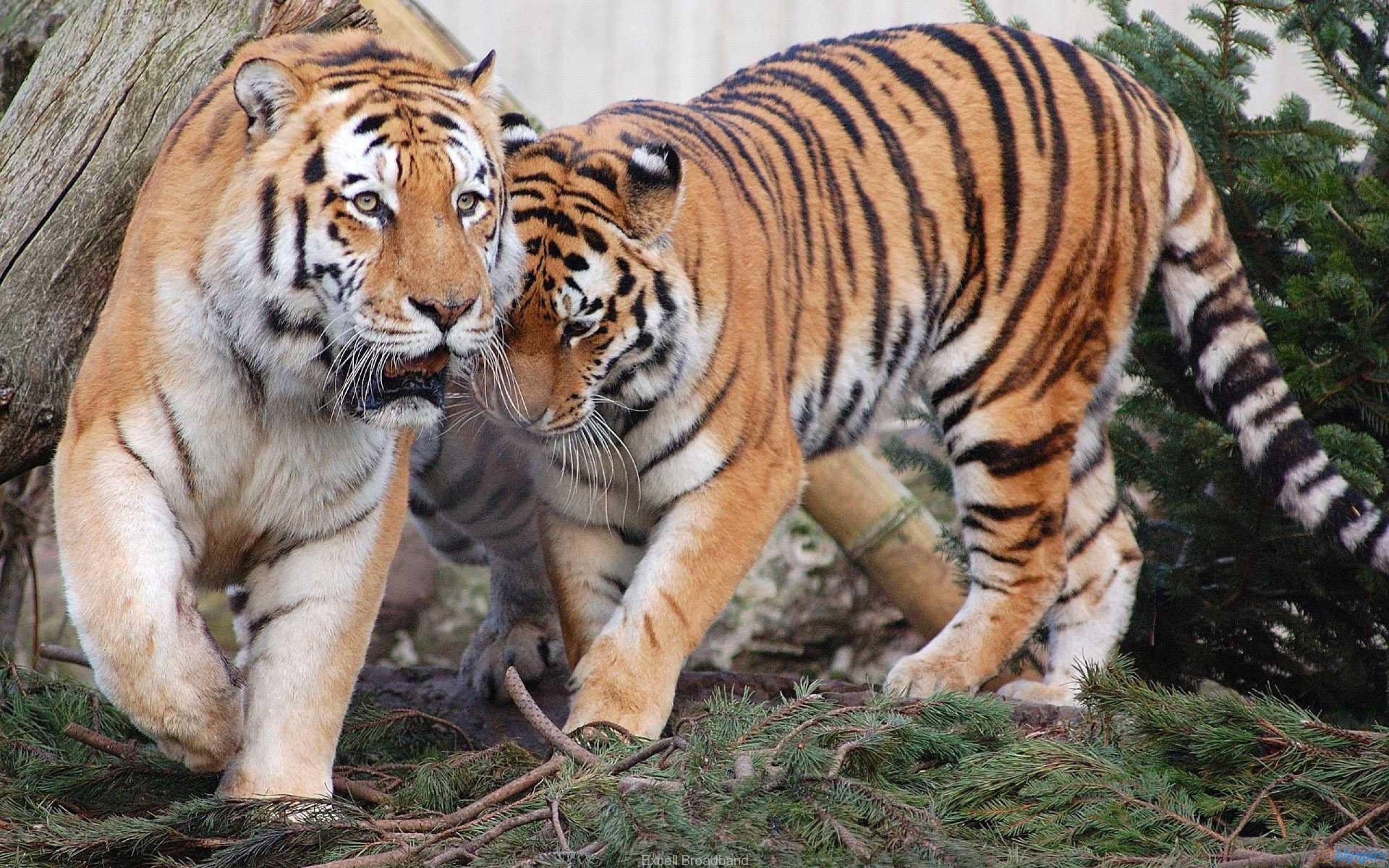 A predator's bond - Tiger and Pine unite — 2560x1600 wallpaper
