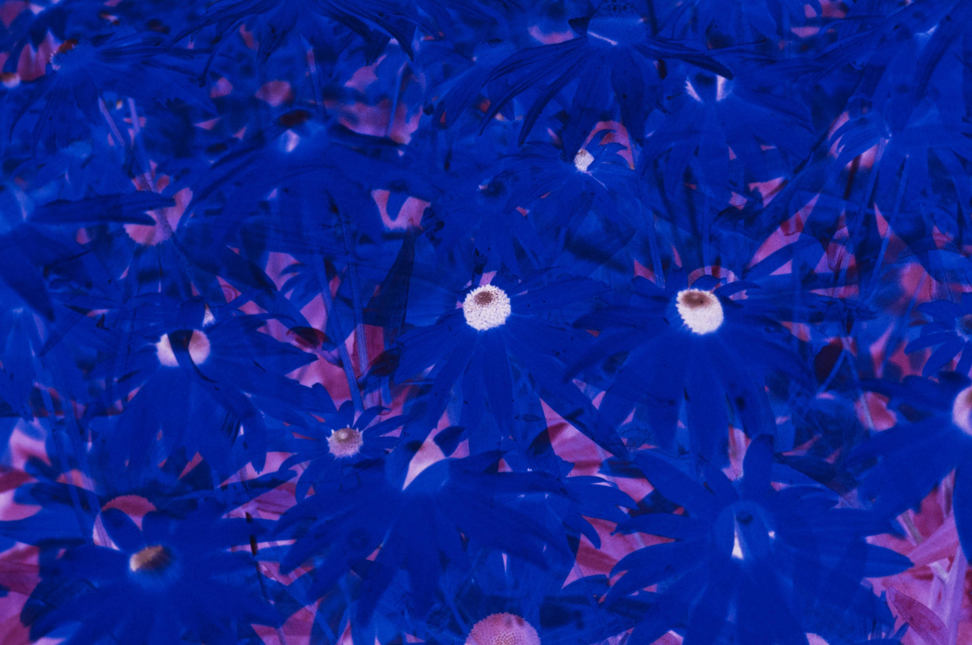 A psychedelic pattern of beautiful blue flowers — 3341x2217 wallpaper