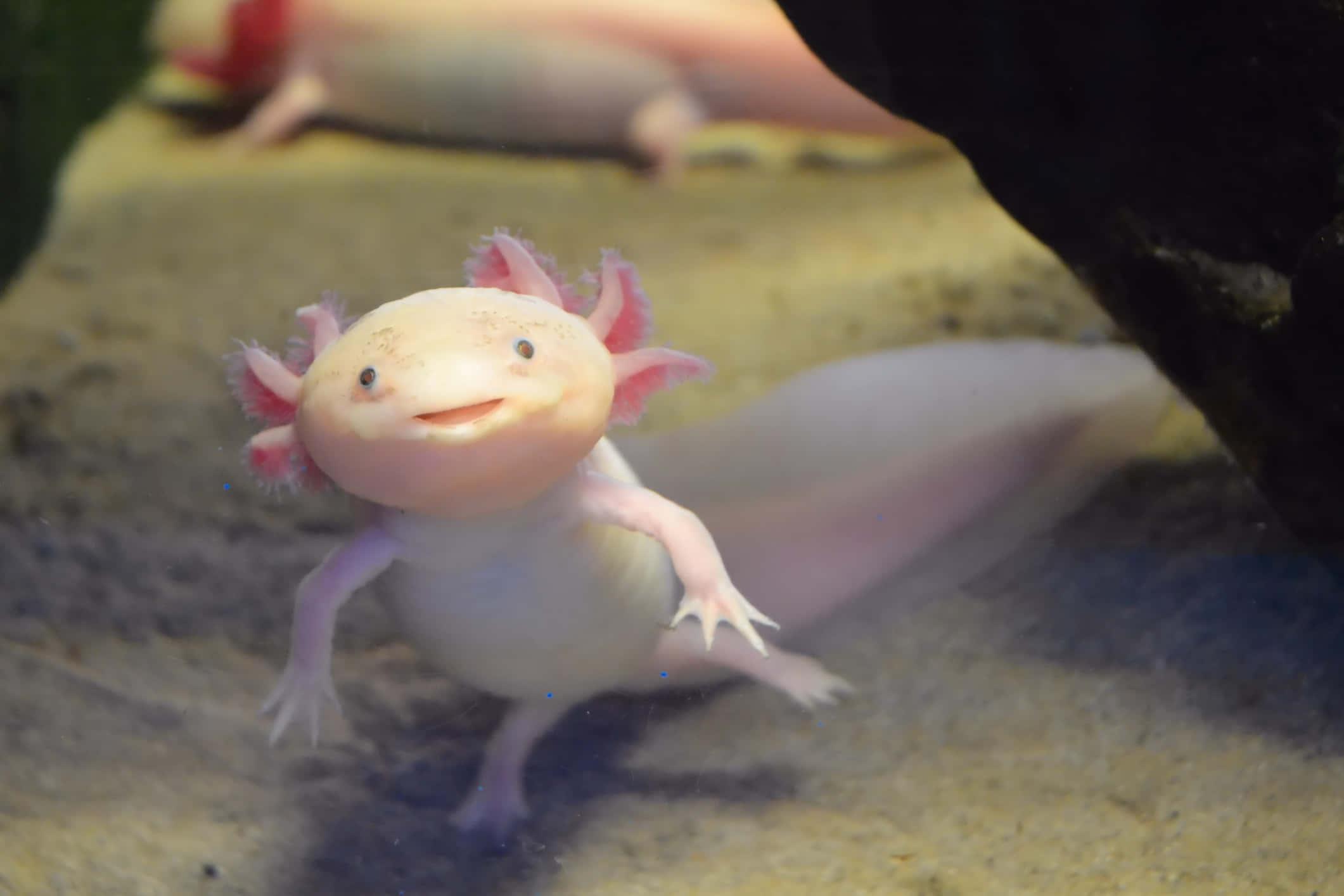 A rare albino axolotl swimming in a clear tank — 2121x1414 wallpaper