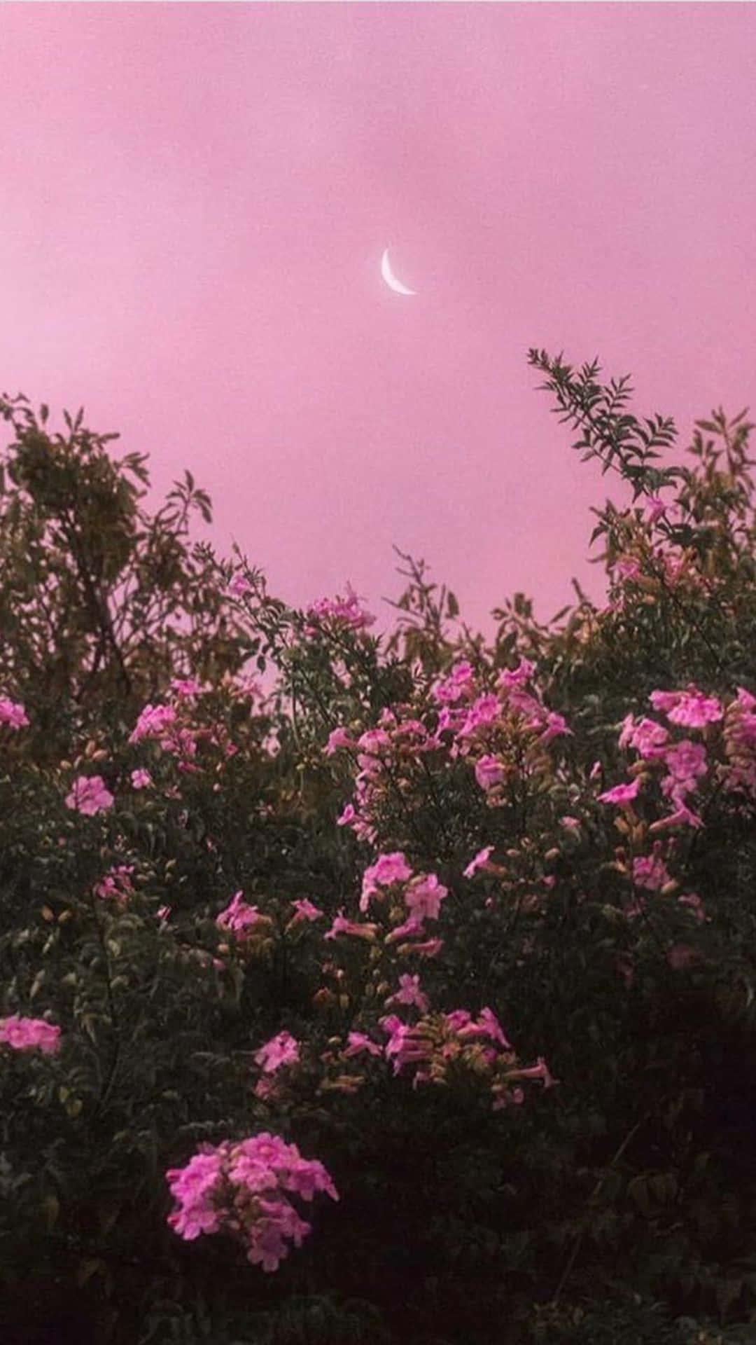 A refreshing, cool pink aesthetic — 1080x1920 wallpaper