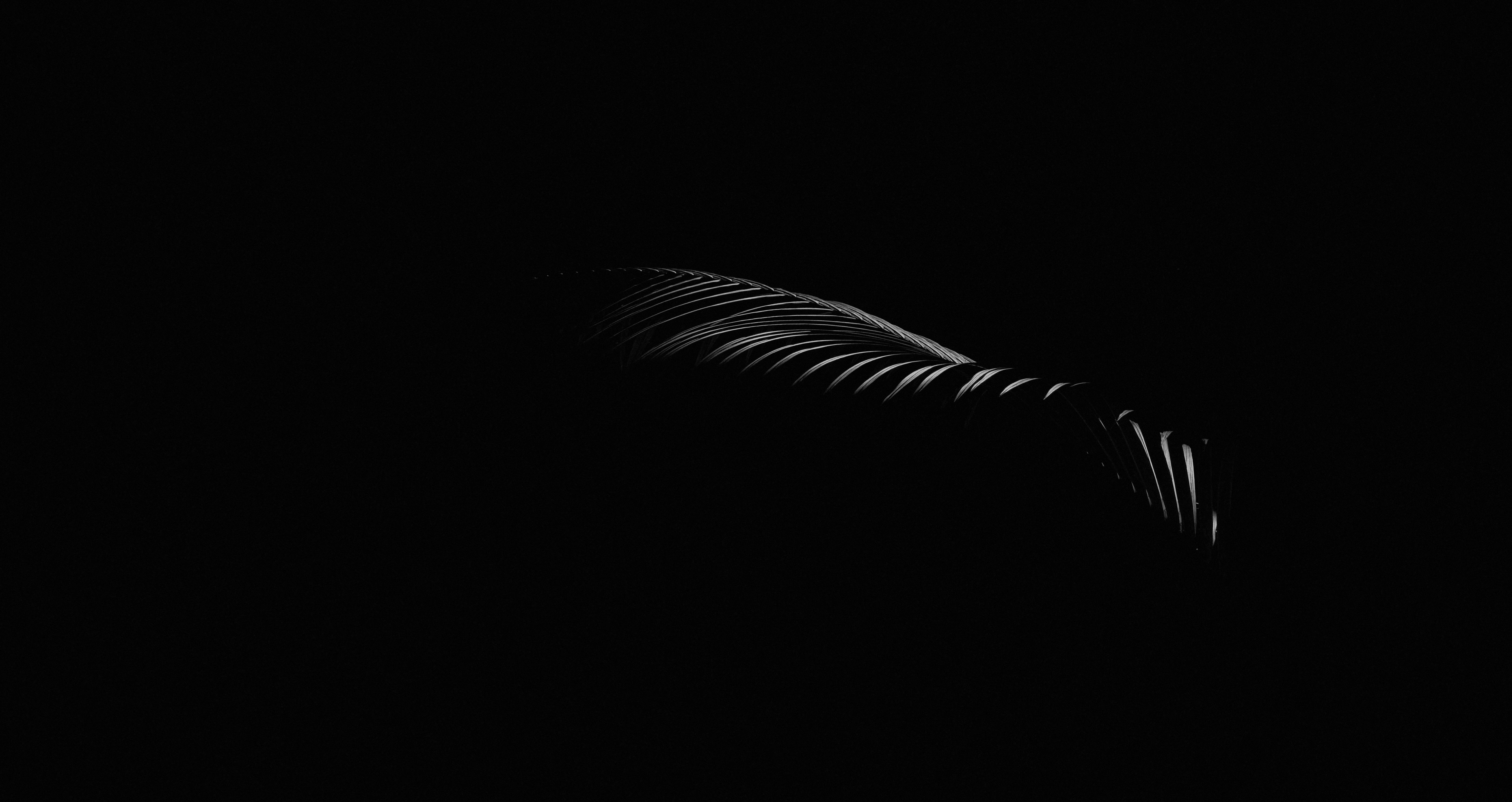 A silhouette of a leaf on a black background — 6500x3448 wallpaper