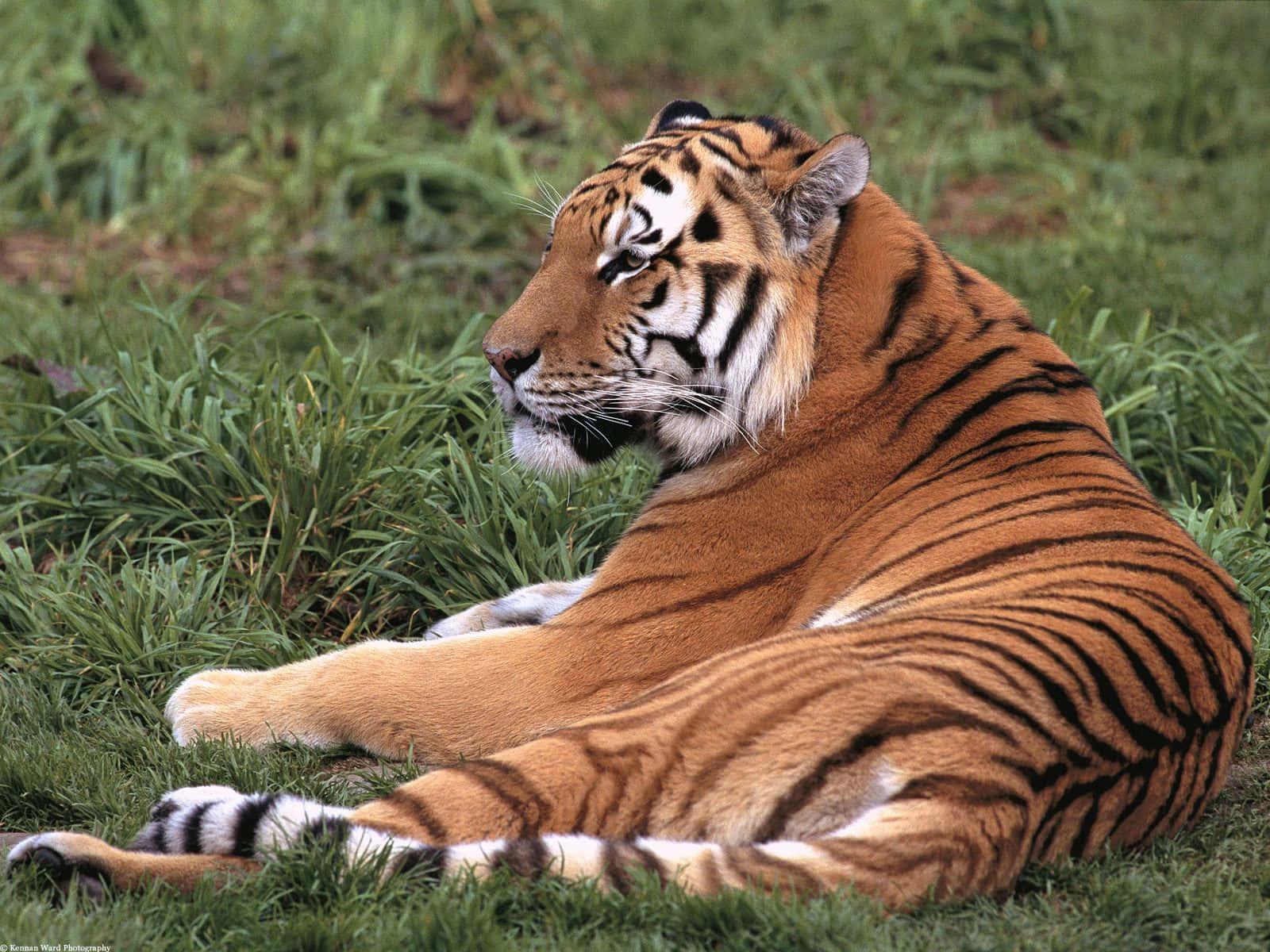 A spectacular sighting of a beautiful Bengal tiger. — 1600x1200 wallpaper
