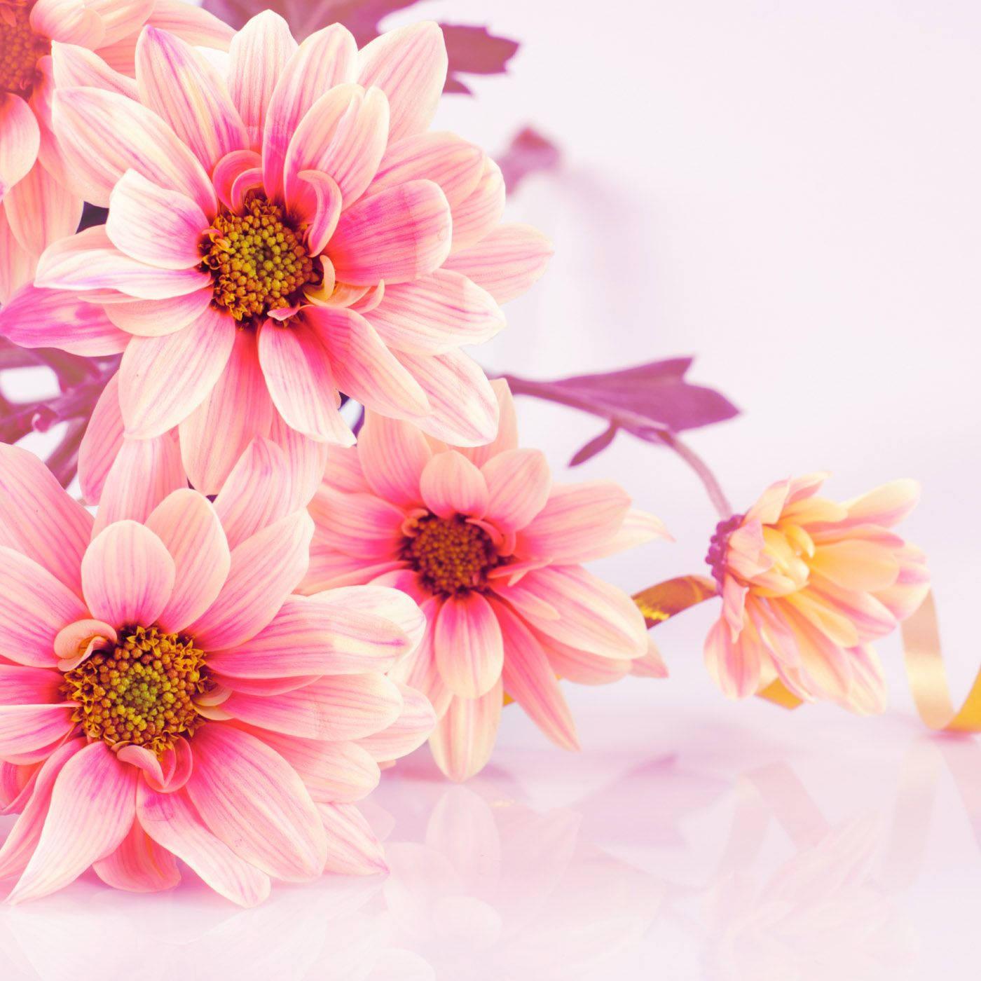 A spring-like bouquet of beautiful daisies — 1400x1400 wallpaper