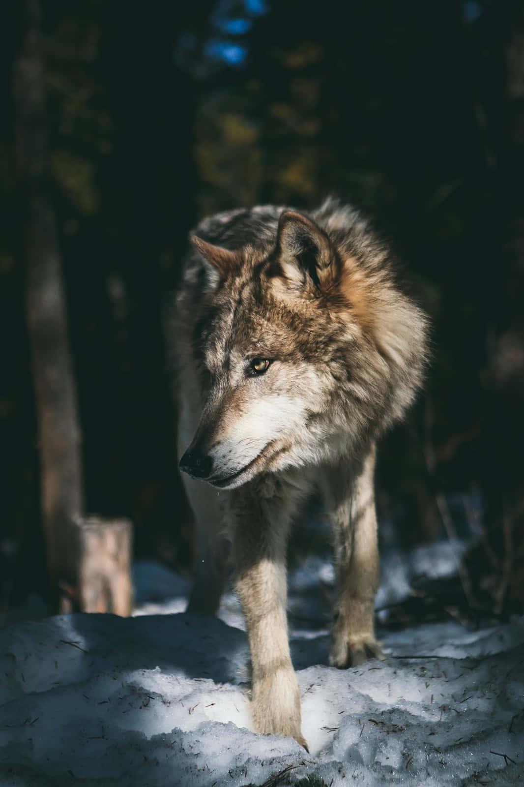 A striking grey wolf looking intently at the camera. — 1066x1600 wallpaper
