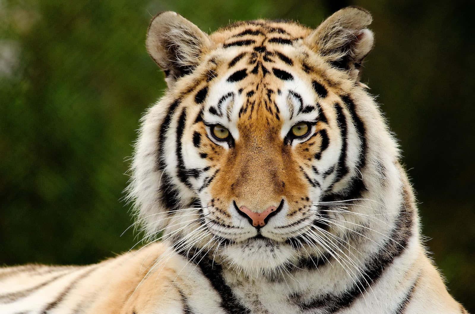A Striking Tiger — 1600x1060 wallpaper
