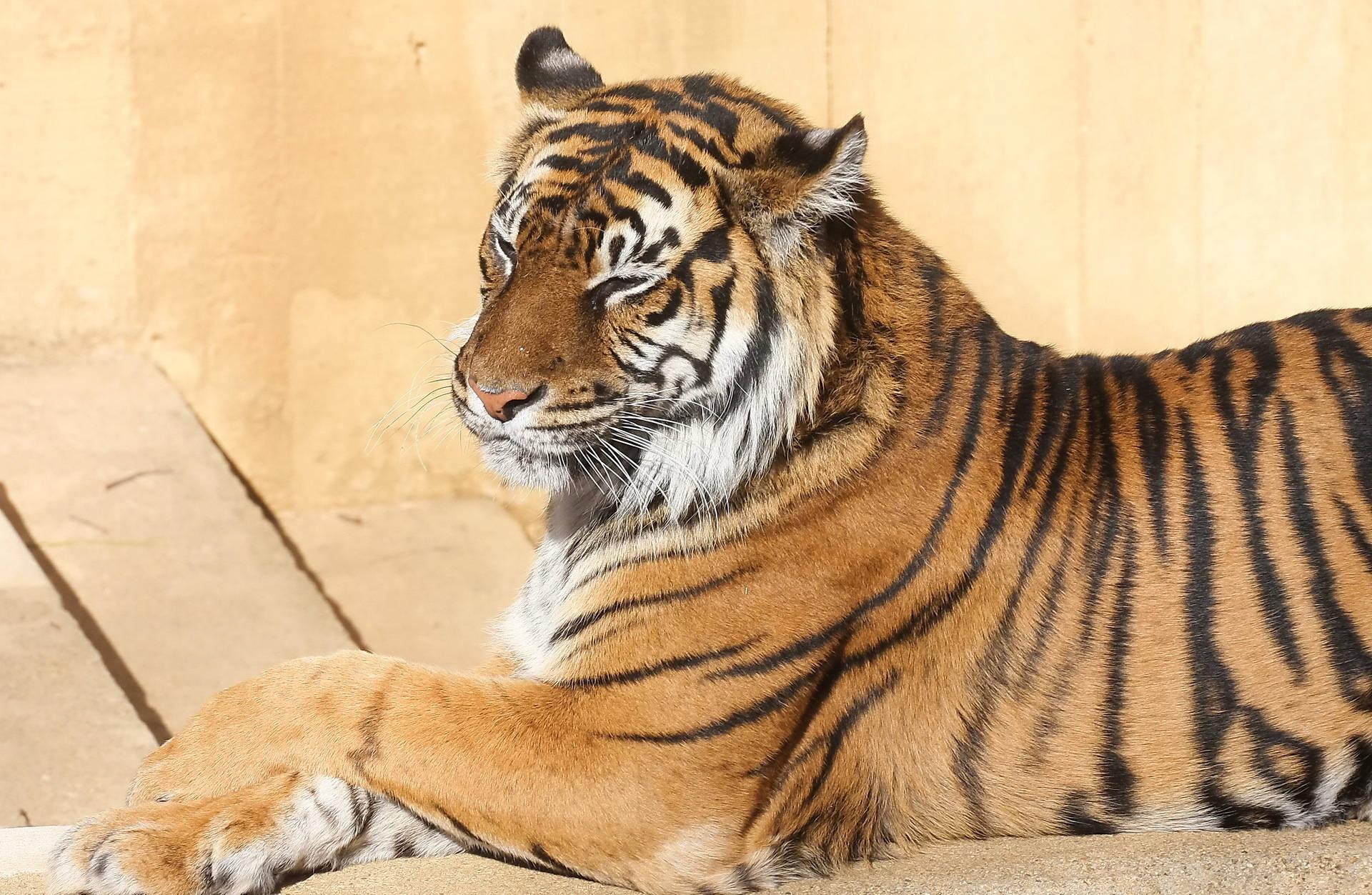 A Stunning Bengal Tiger Sitting Pretty in the Wildlife — 1920x1253 wallpaper