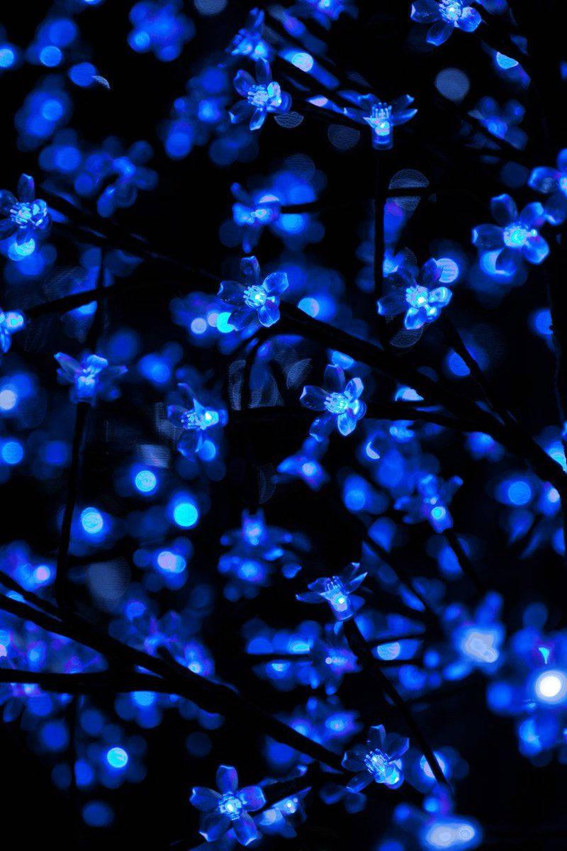 A stunning view of glowing sakura against a beautiful blue aesthetic. — 800x1200 wallpaper