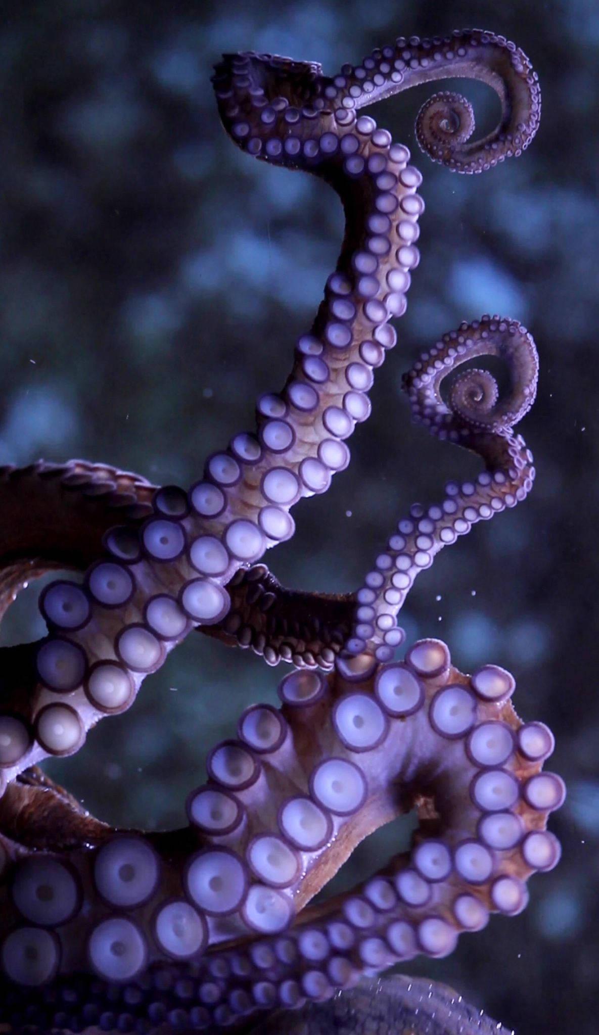 A tentacle of a live octopus reaches out from its intertidal rocky home. — 1185x2048 wallpaper