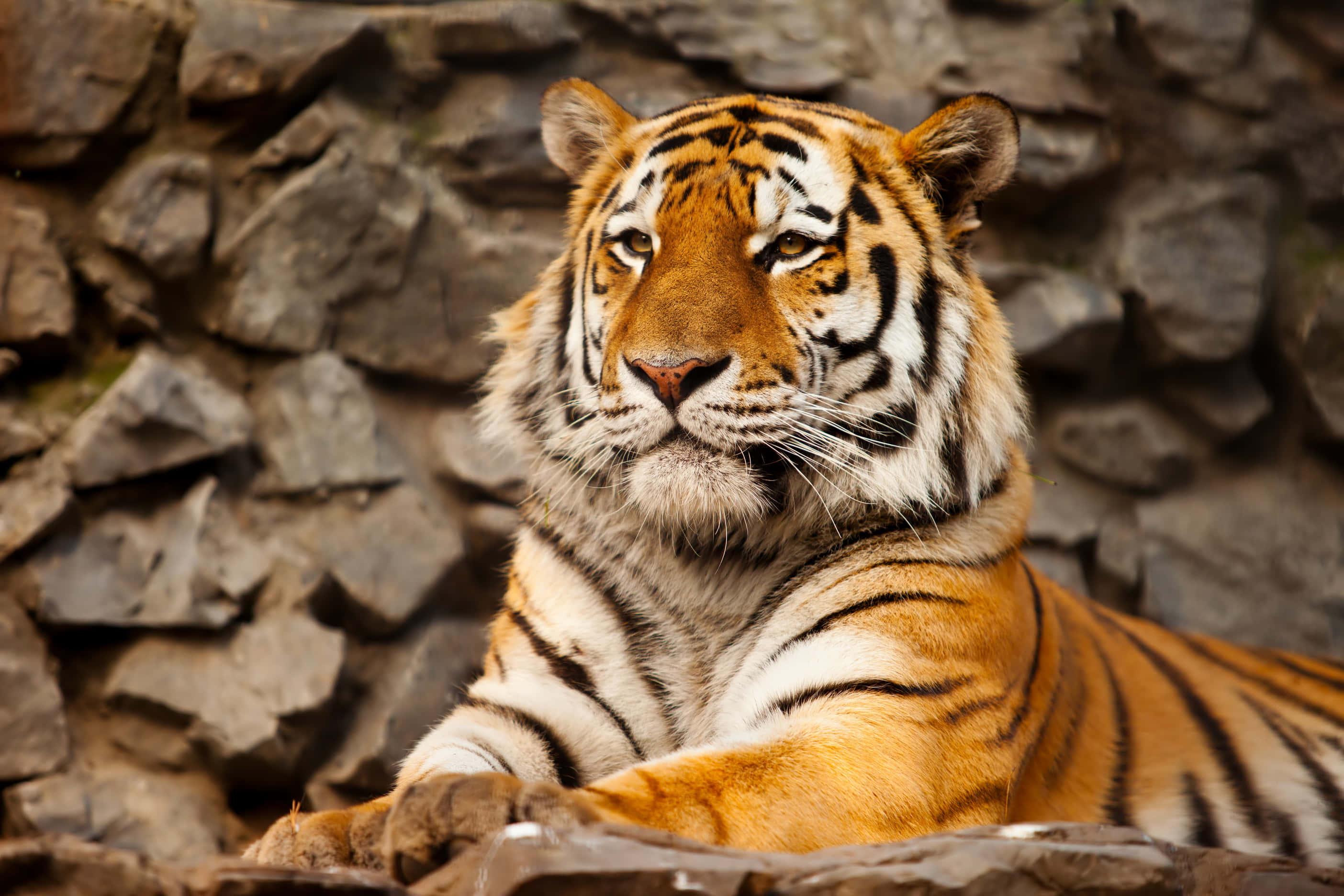 A tiger in his natural habitat — 2808x1872 wallpaper