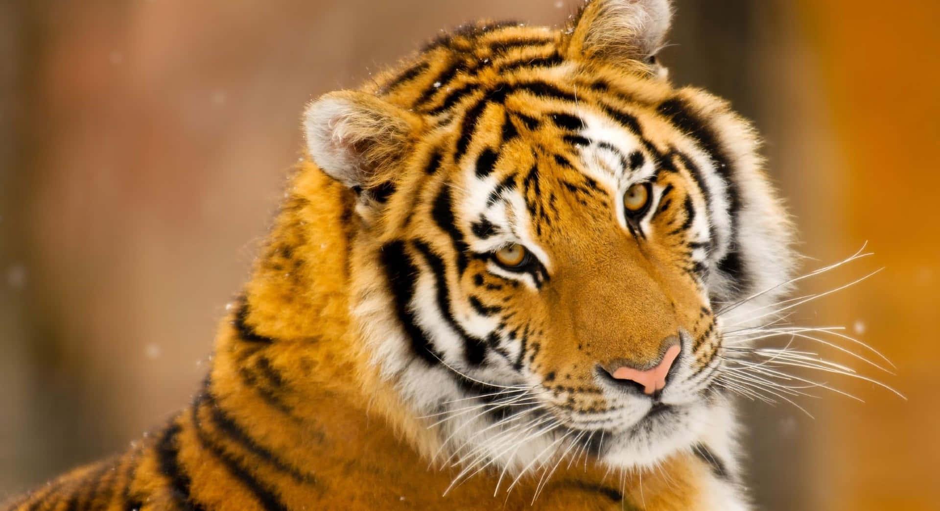 A tiger stalking its prey in a lush foliage — 1920x1043 wallpaper