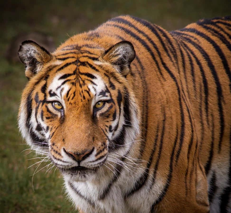A Tiger's Majestic Gaze — 973x900 wallpaper