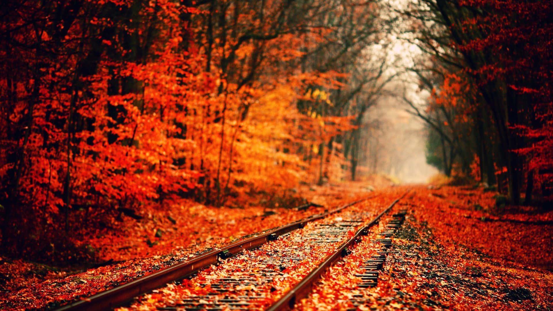 a train tracks in the forest with red leaves — 1920x1080 wallpaper