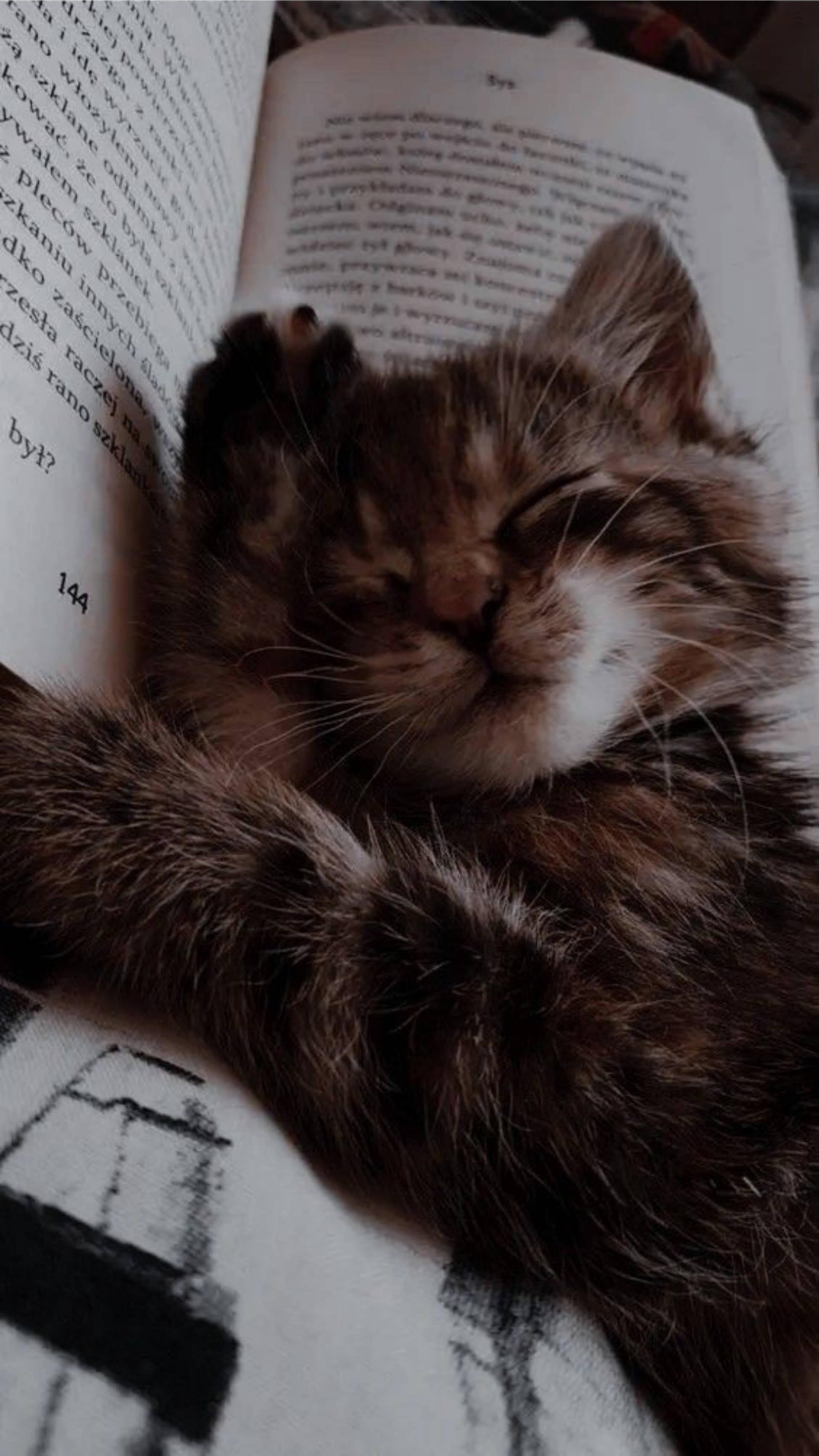 A Tranquil Moment - Cute Cat Aesthetically Sleeping on a Book — 1949x3464 wallpaper
