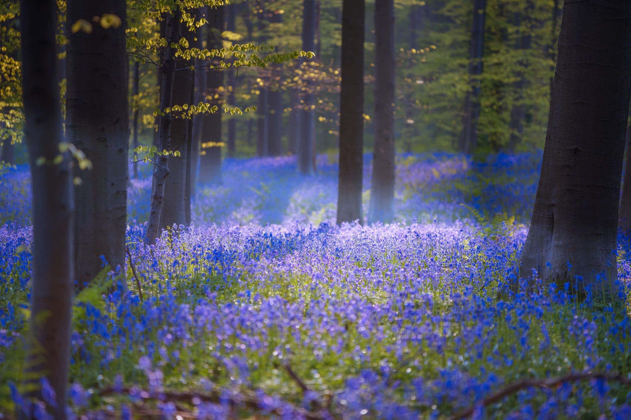 A tranquil view of the vibrant and lush landscape in the spring. — 2120x1414 wallpaper