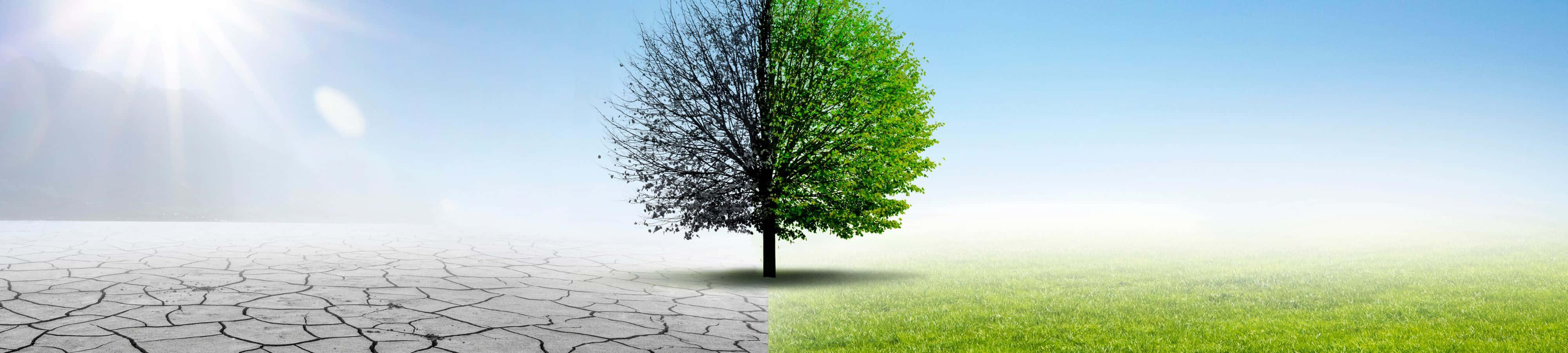 a tree in a dry field with a sun shining on it — 4000x900 wallpaper