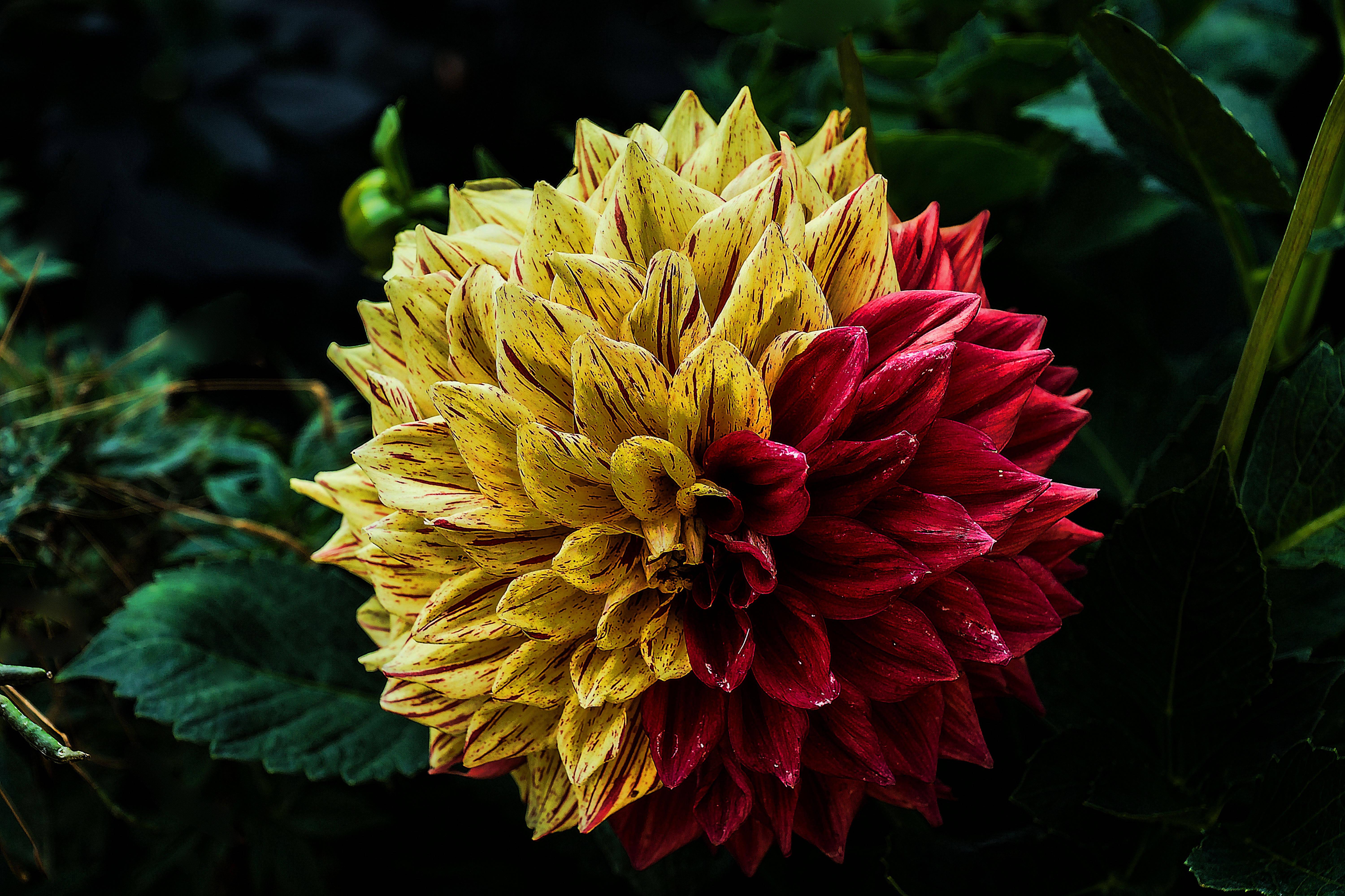 A Vibrant Dahlia Bringing Colorful Joy — 6000x4000 wallpaper