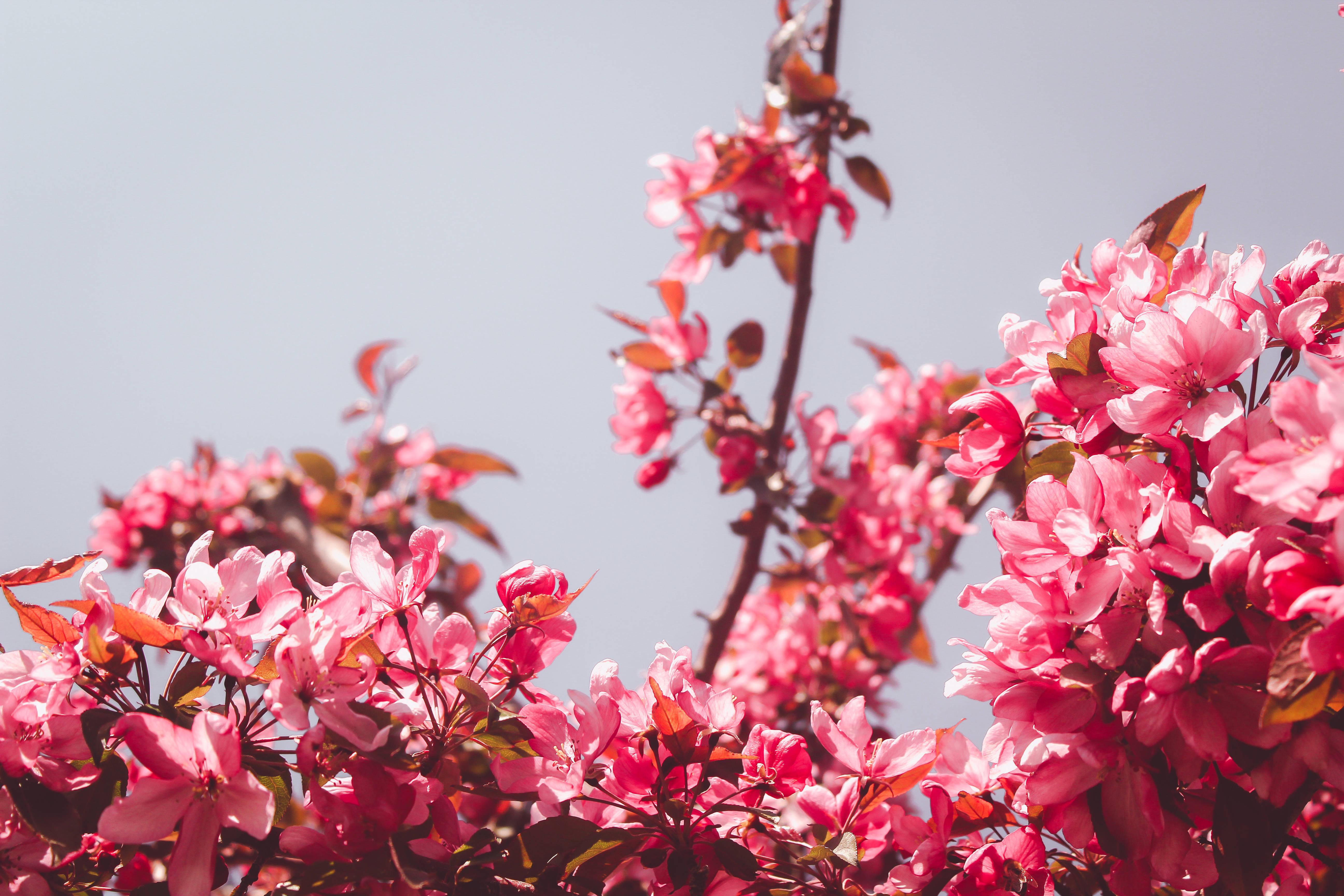 A vibrant mix of pink flowers for a bright aesthetic — 5184x3456 wallpaper