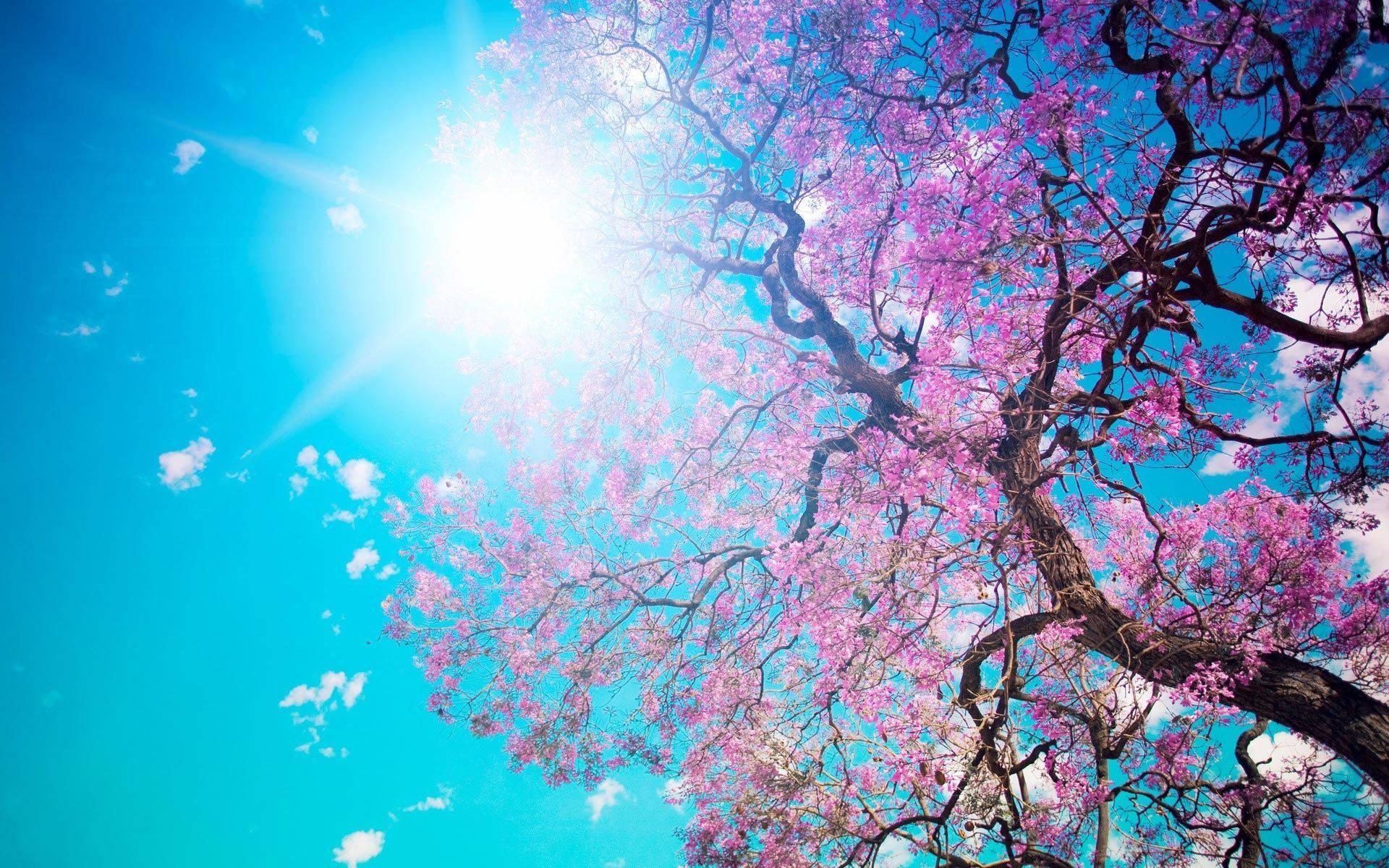 A Vibrant Sakura Tree with a Glowing Sun — 1920x1200 wallpaper