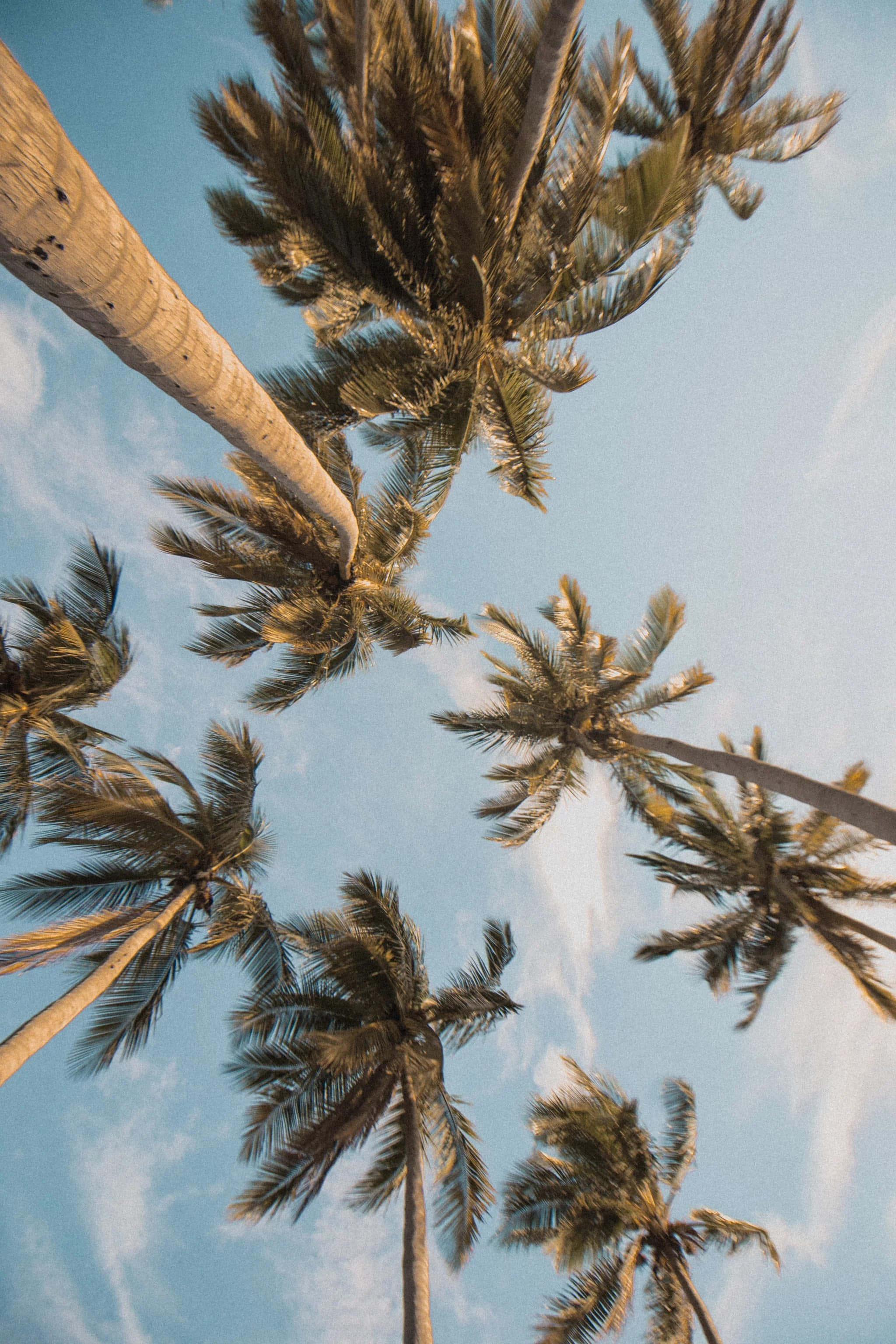 a view of palm trees in the sky