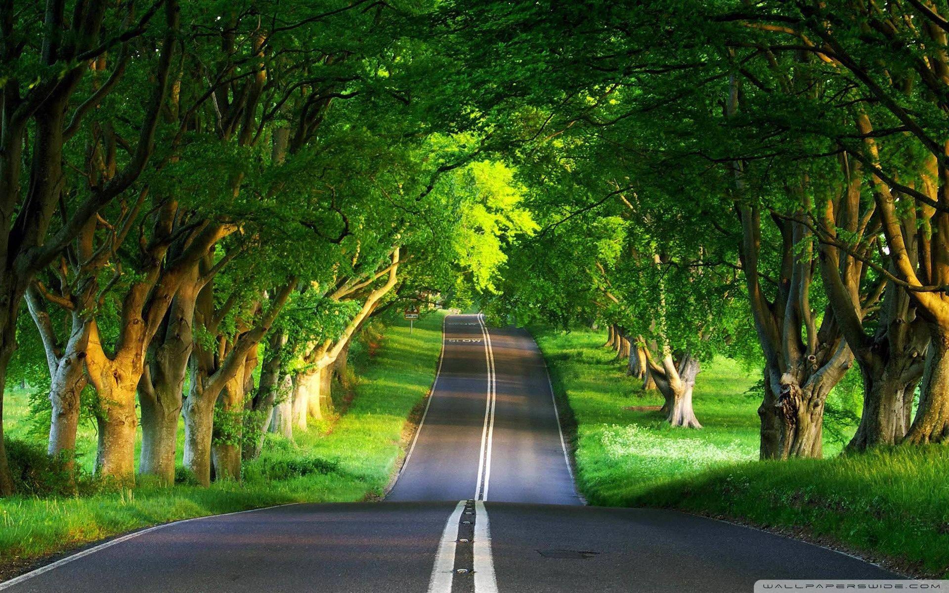 A Warm Road Through the Trees on a Stunning Summer Day — 1920x1200 wallpaper