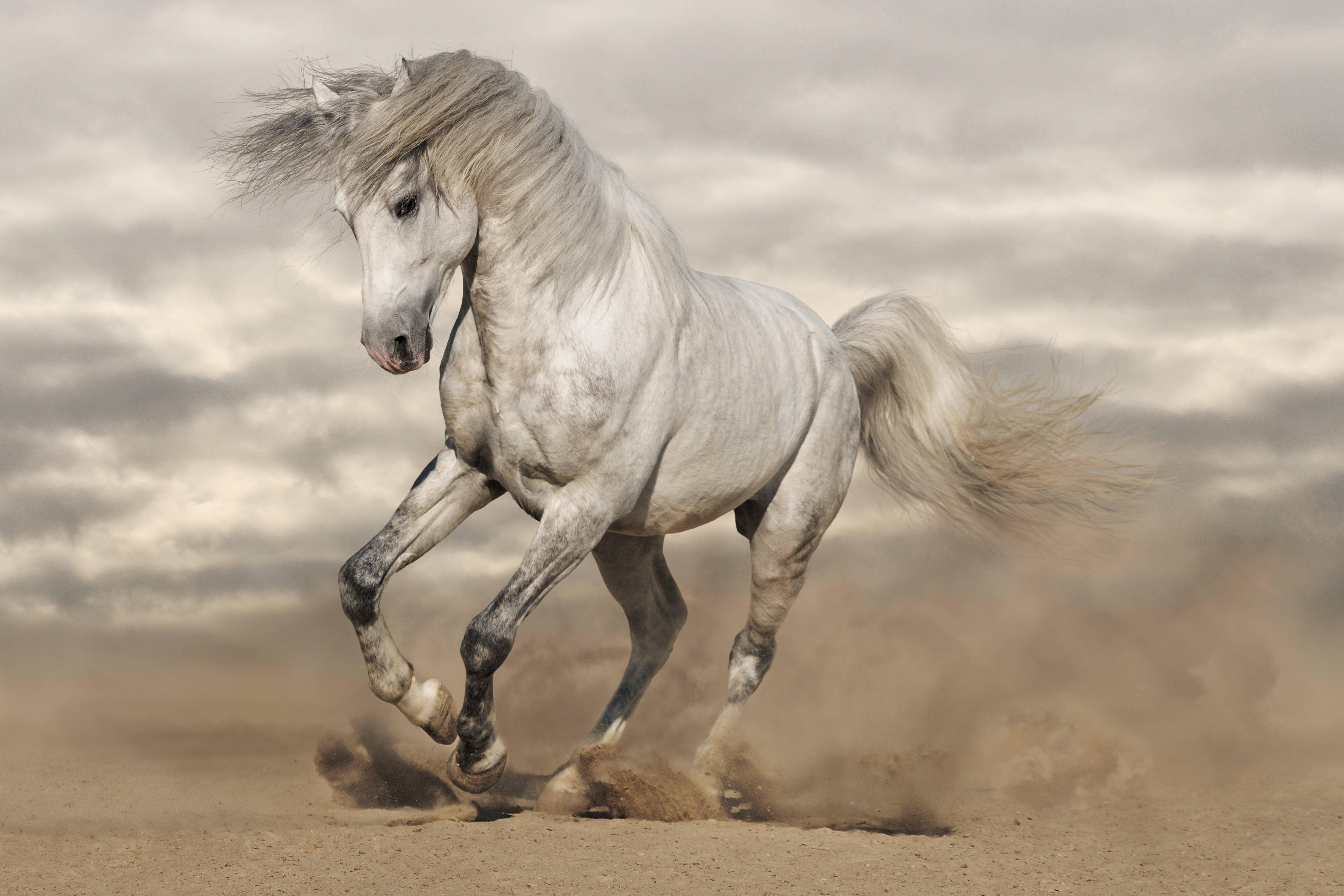 A white horse canters through the desert. — 7296x4864 wallpaper