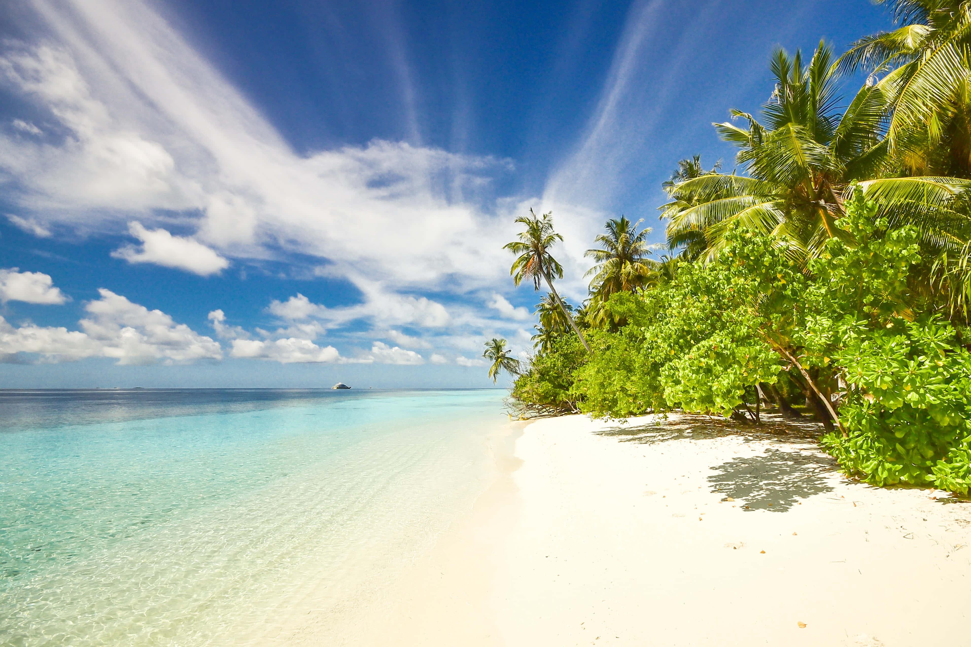 a white sandy beach with palm trees and blue water — 3828x2552 wallpaper