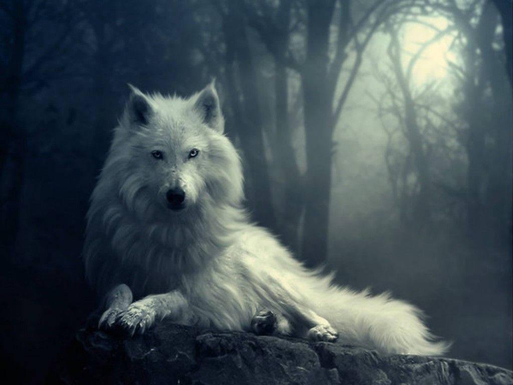 A White Wolf in the Forest — 1024x768 wallpaper