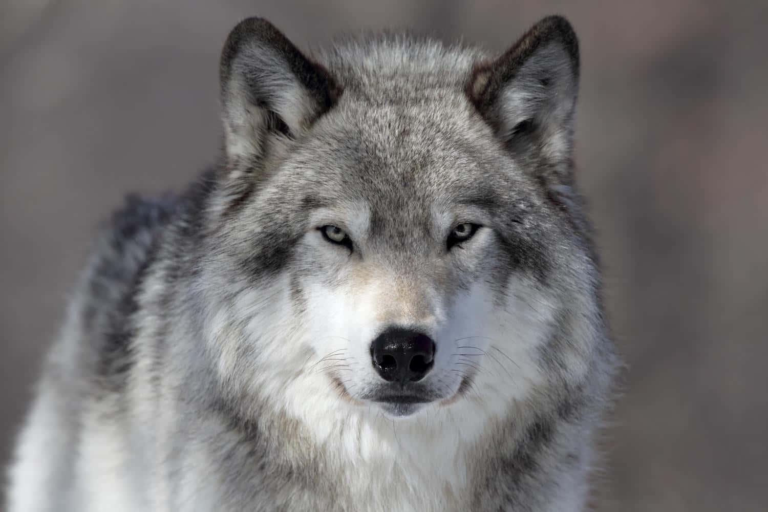 A white wolf stands majestically against a dark forest background. — 1500x1000 wallpaper