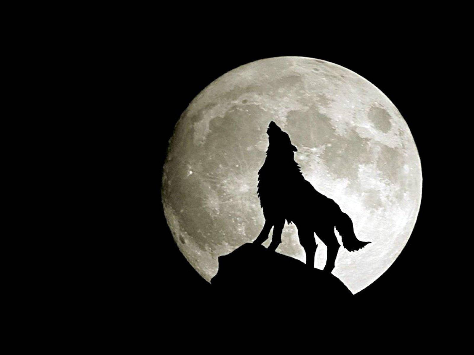 A Wolf howling in front of a Full Moon — 1600x1200 wallpaper