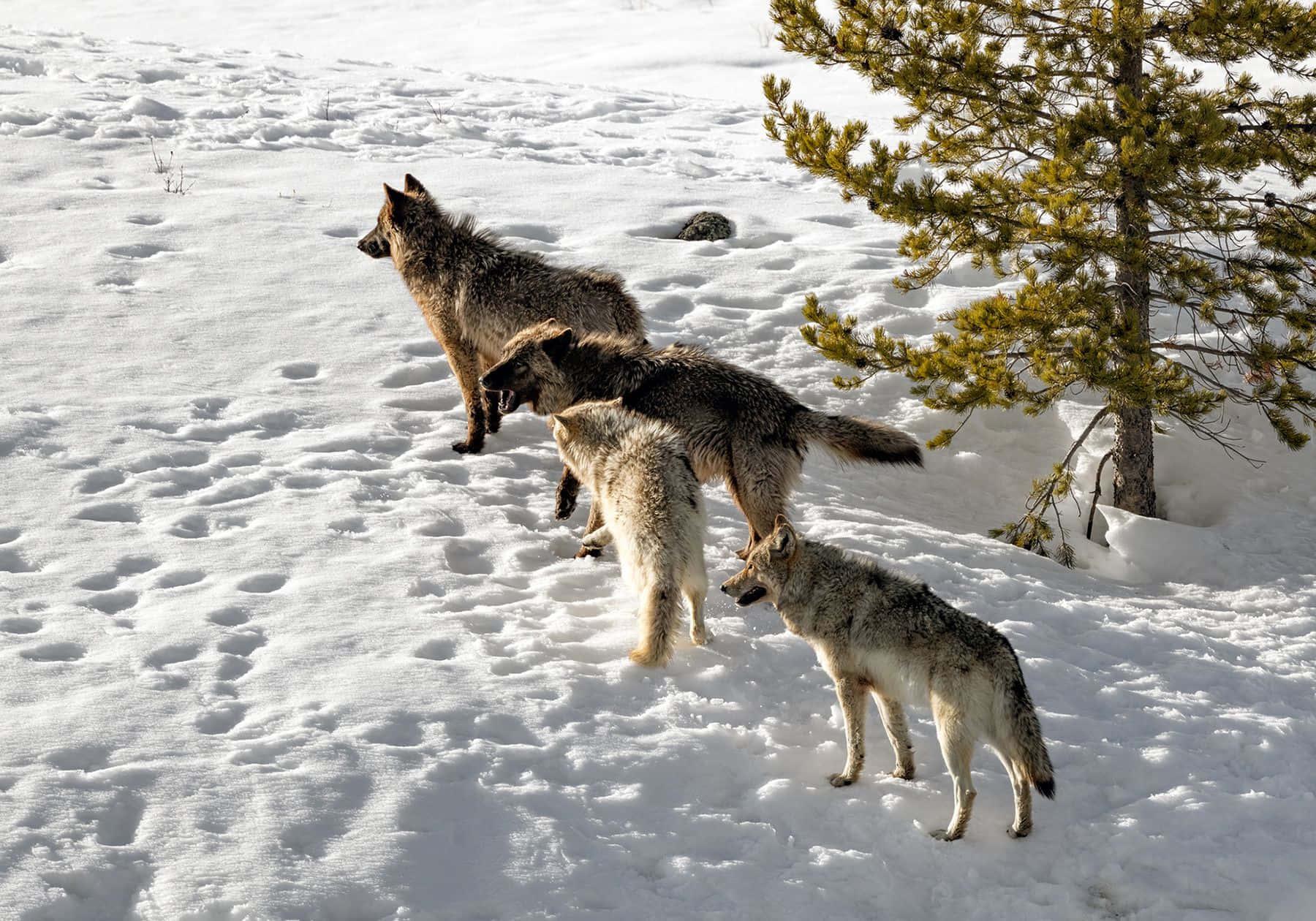 A Wolf in Mid-Howl — 1800x1260 wallpaper