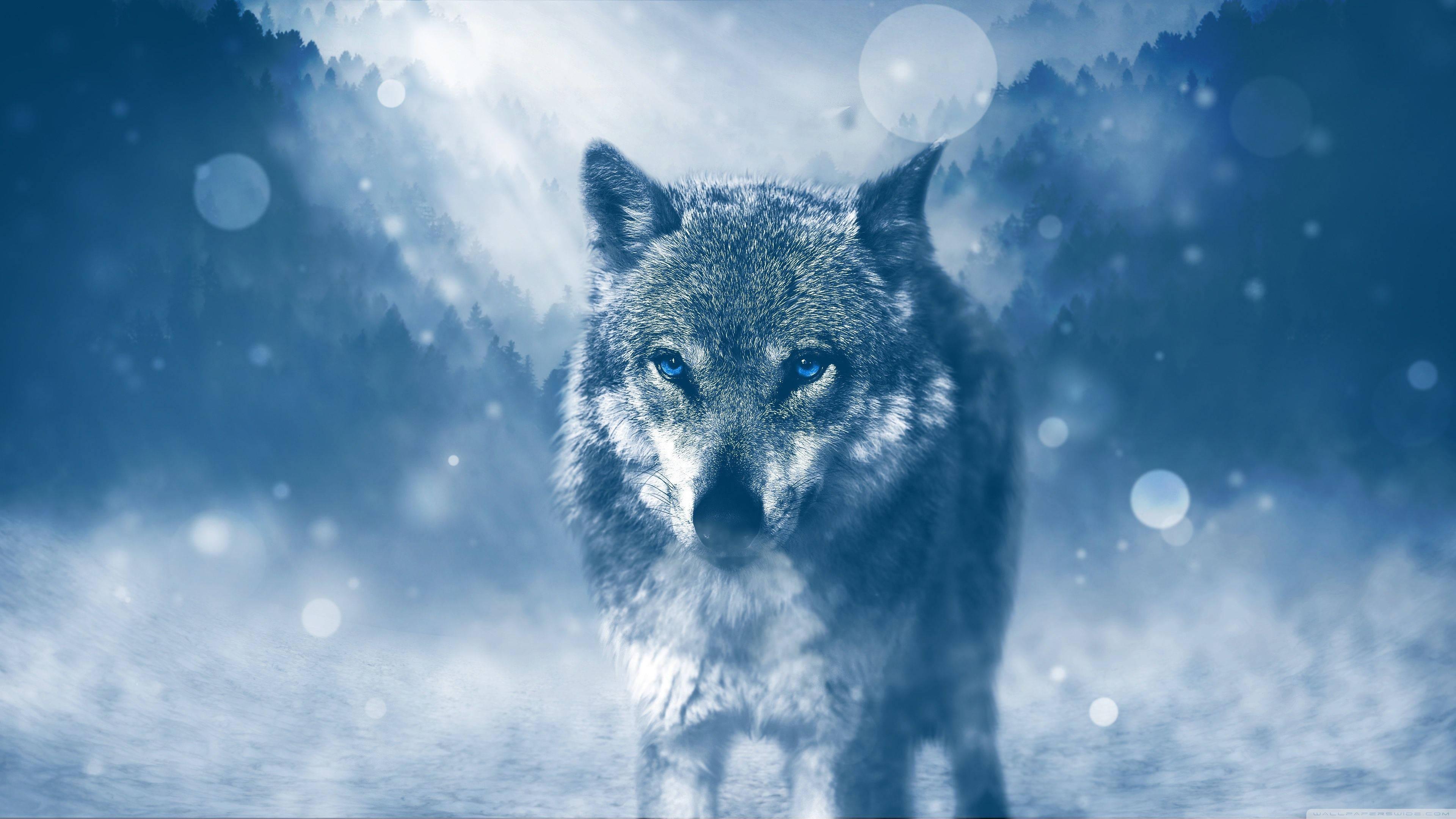 A Wolf Prowling the Cold Winter Night — 3840x2160 wallpaper
