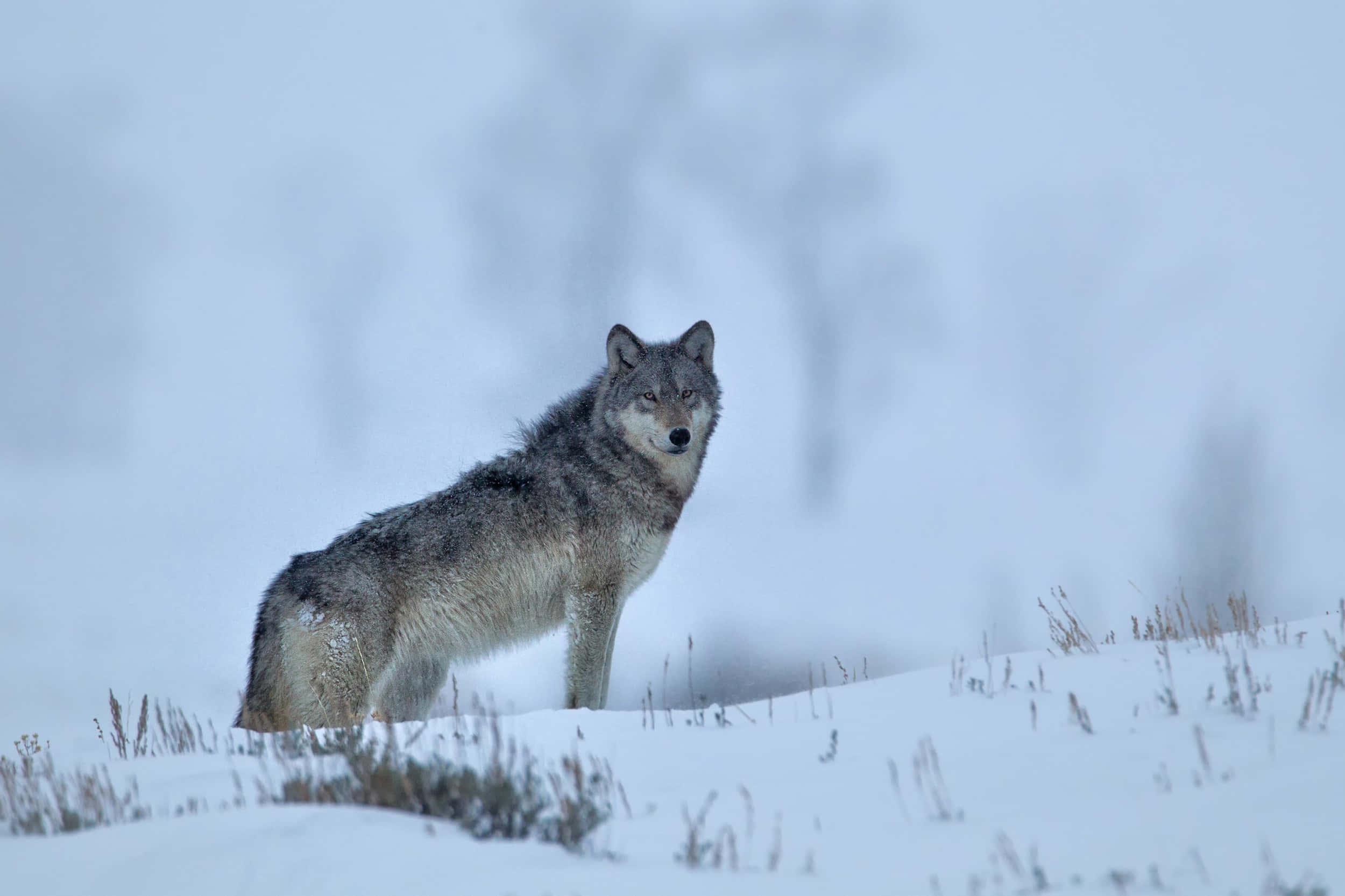 A Wolf Staring off Into the Distance on a Rocky Outcrop — 2500x1666 wallpaper
