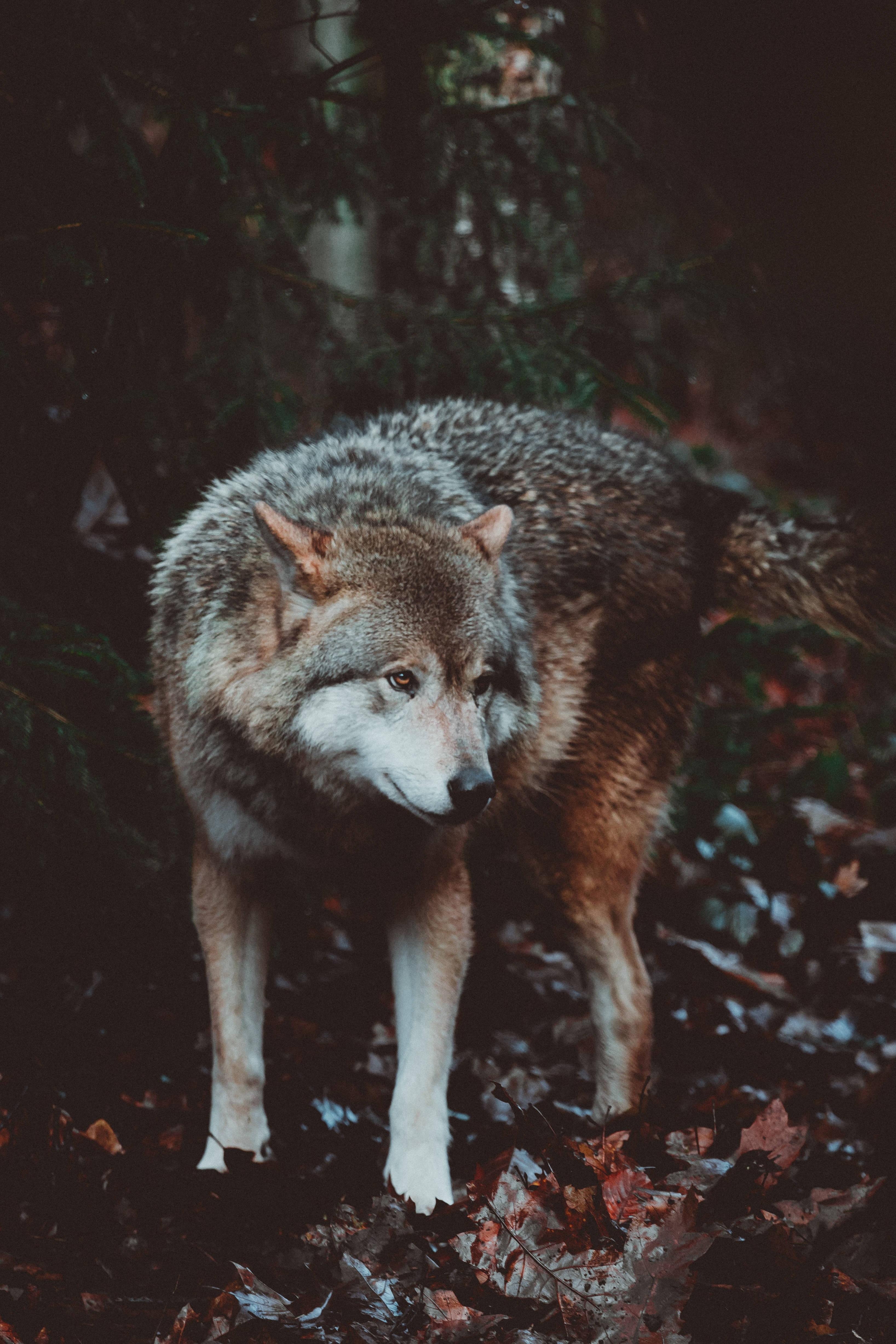 A Wolf’s Intimidating Presence — 3273x4909 wallpaper
