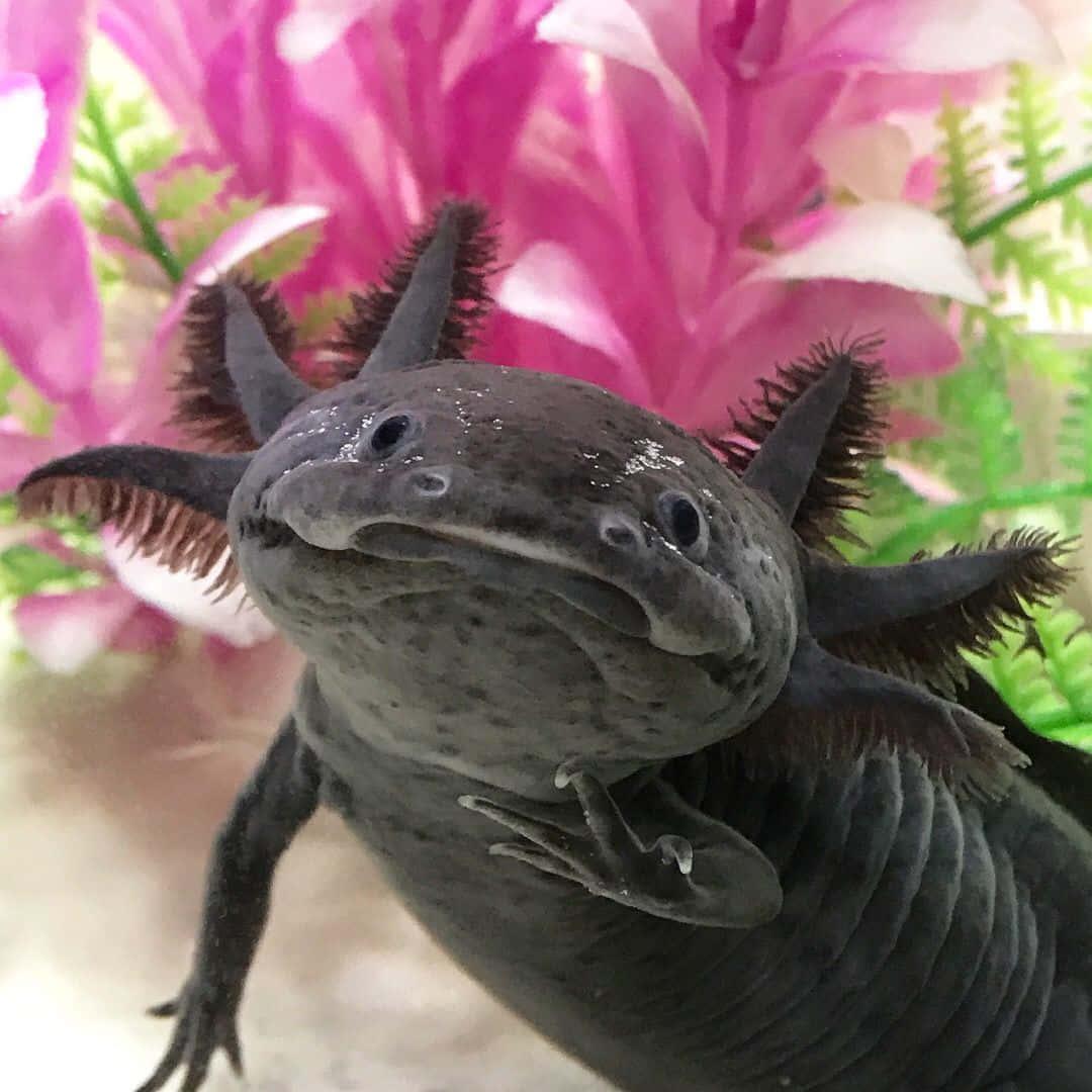 Adorable axolotl enjoying a lazy day — 1080x1080 wallpaper