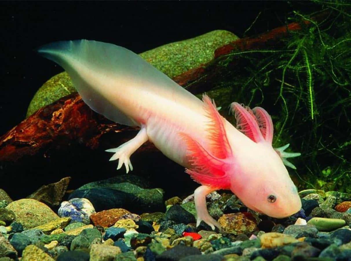 Adorable Axolotl — 1212x900 wallpaper