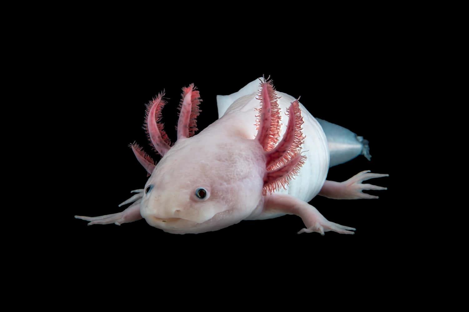 Adorable Axolotl Swimming in a Bowl — 1502x1000 wallpaper
