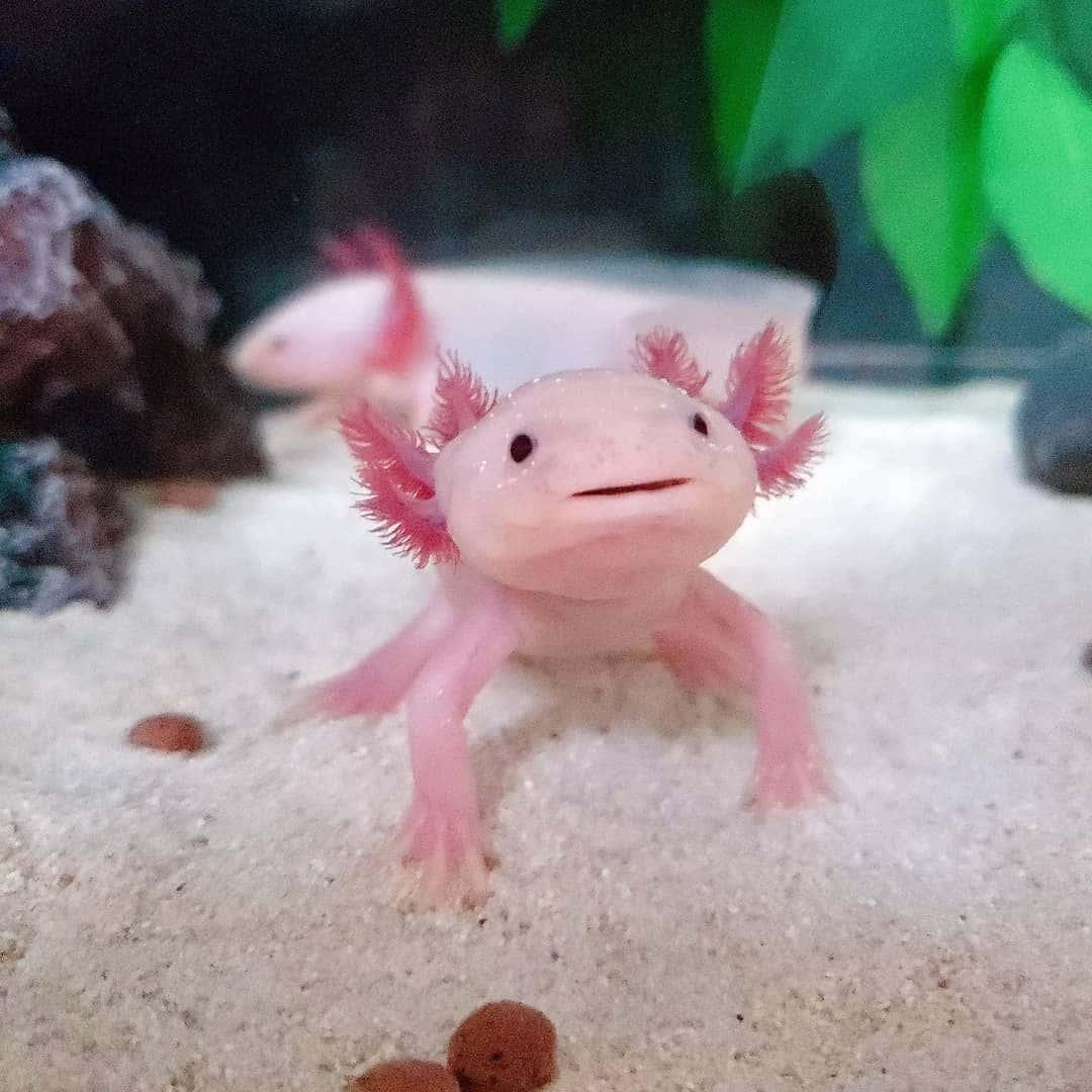 Adorable Axolotl Up Close — 1080x1080 wallpaper