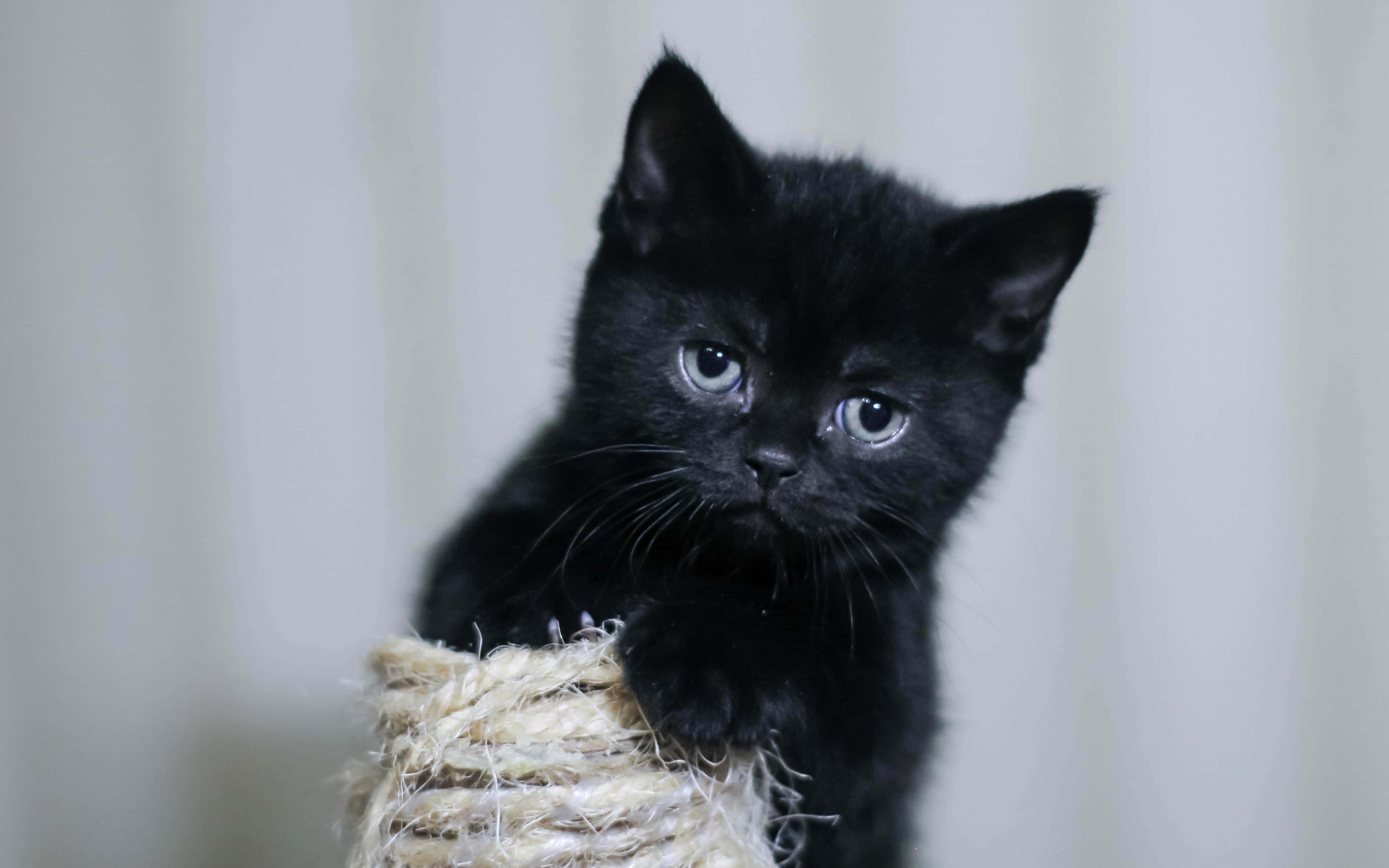 Adorable Black Kitten Pfp — 3840x2400 wallpaper