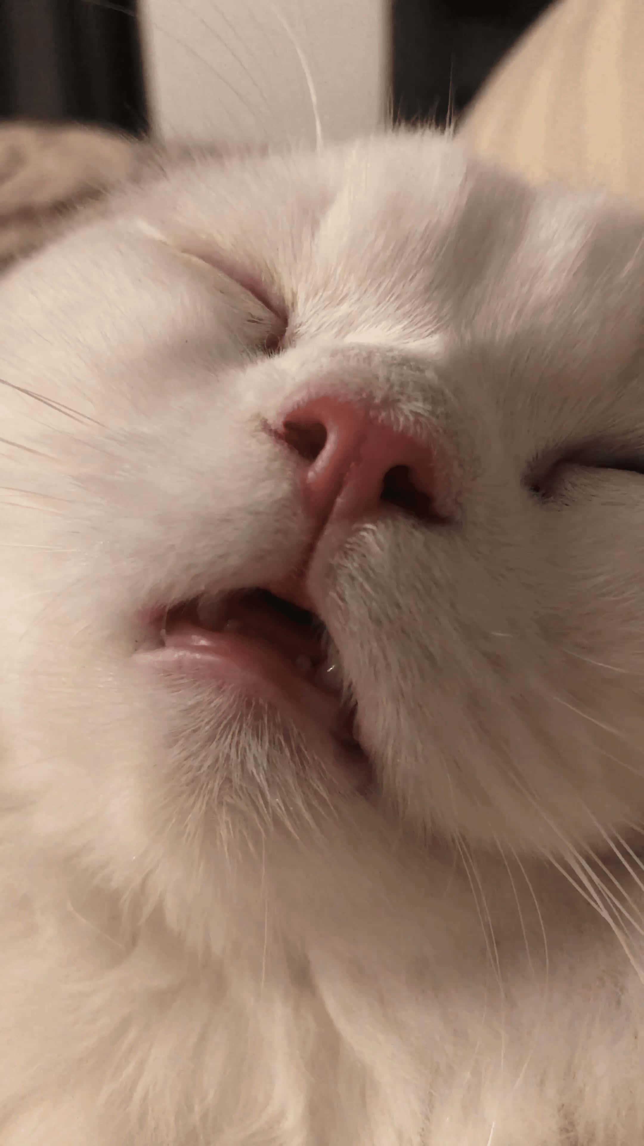 Adorable Furry Delight: The Ultimate Cute Cat PFP — 2160x3840 wallpaper