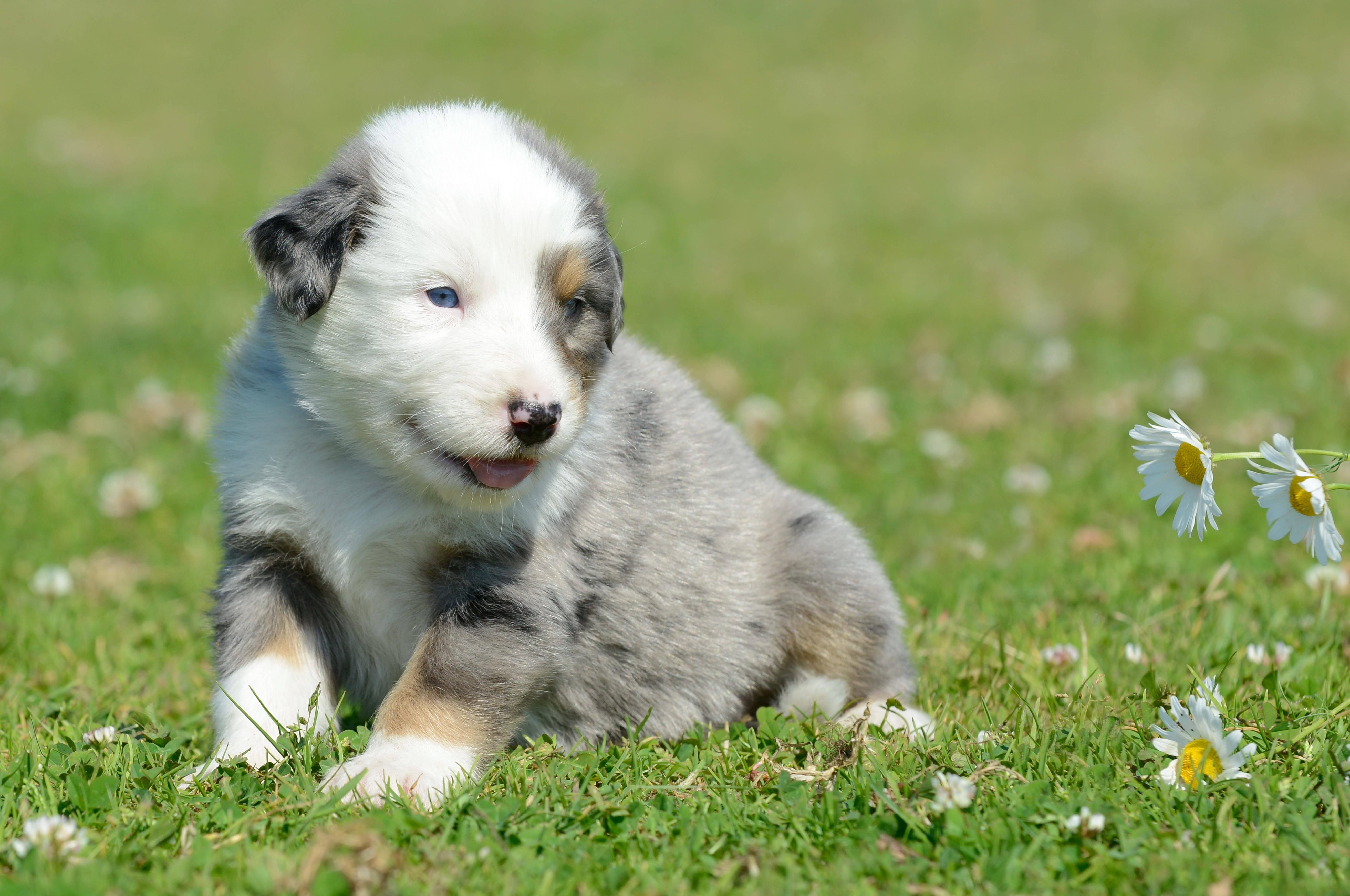 Adorable Gray Puppy — 5270x3500 wallpaper