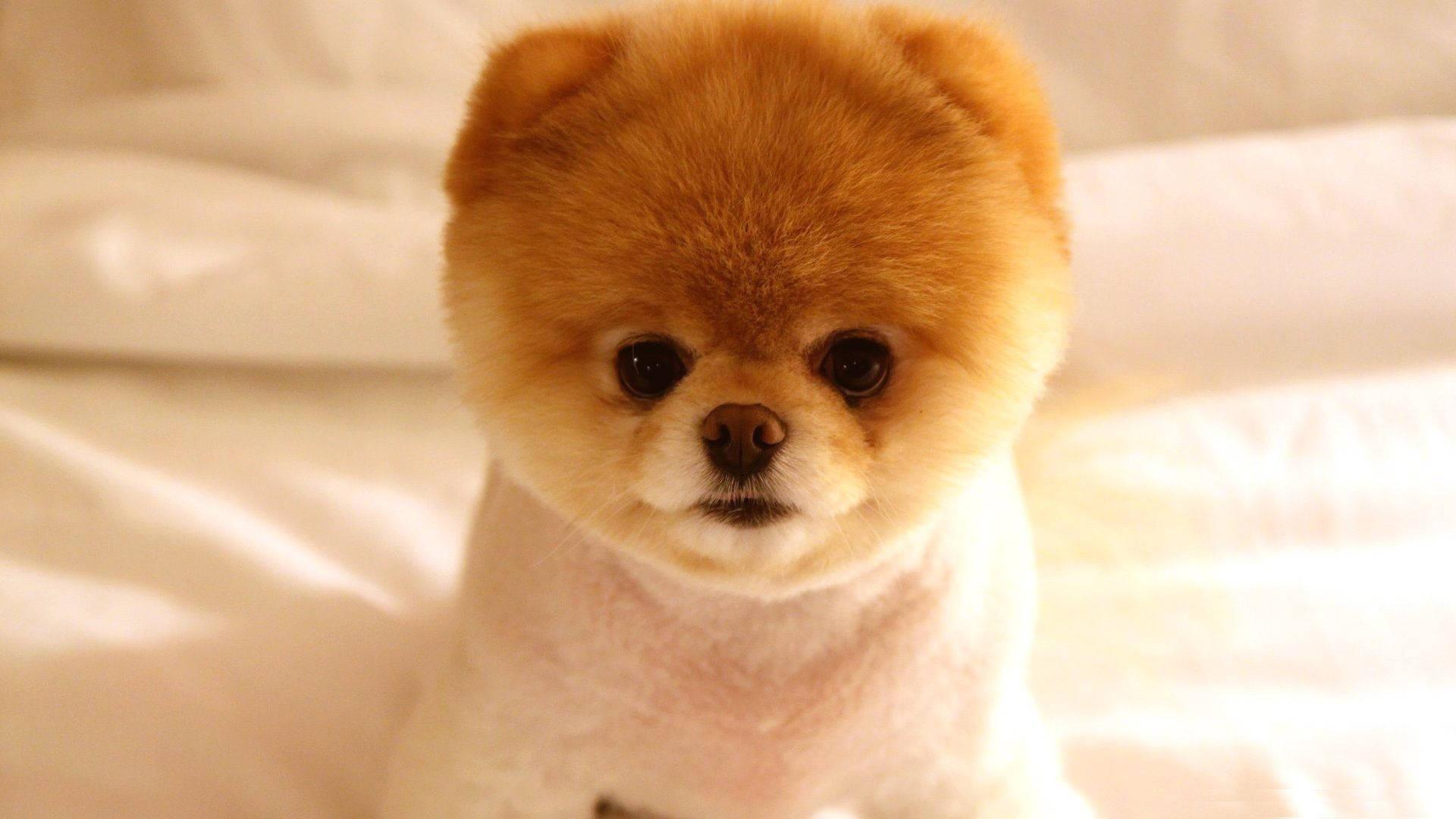 Adorable Pomeranian Puppy HD — 1920x1080 wallpaper