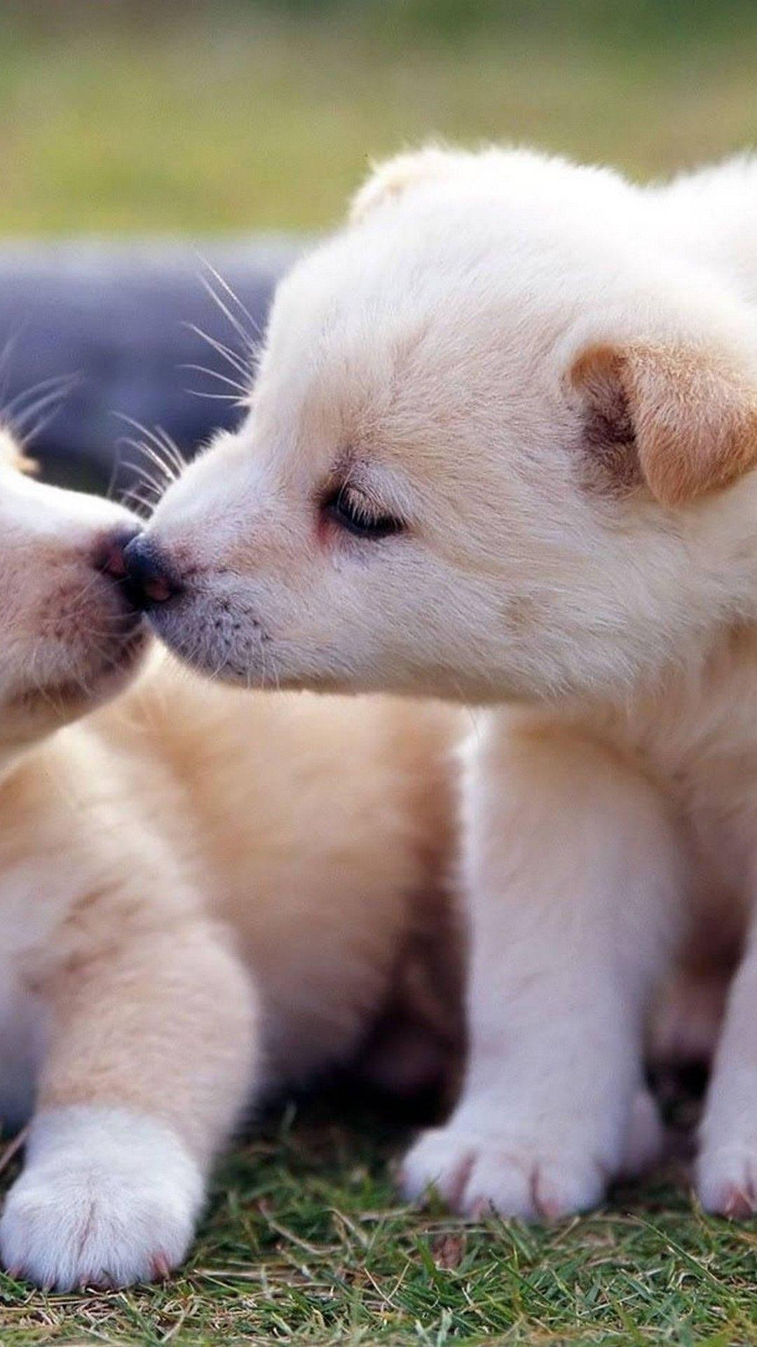 Adorable Puppies Kissing Mobile — 1080x1920 wallpaper