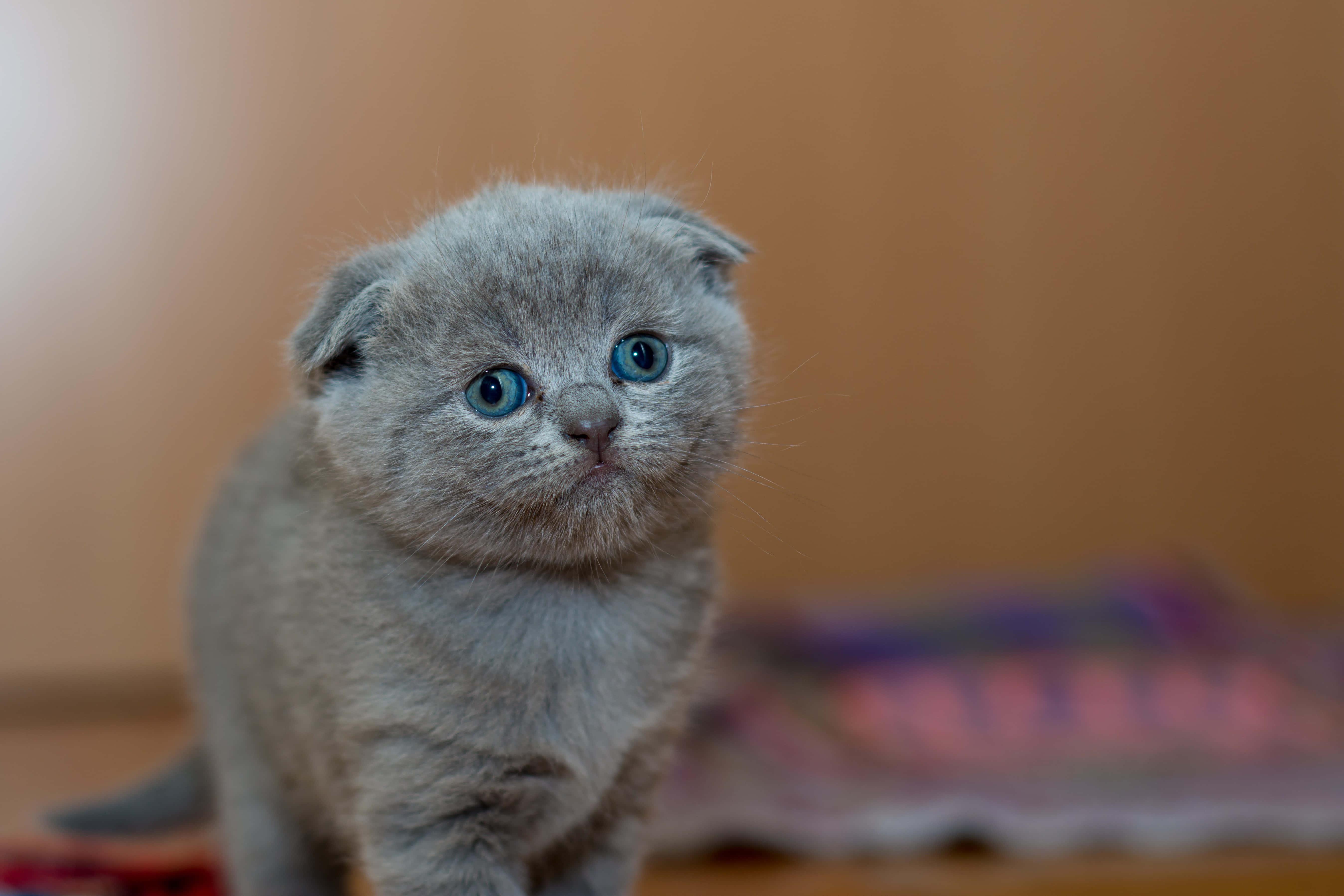 Adorable Scottish Fold Feline Profile Picture — 5392x3595 wallpaper