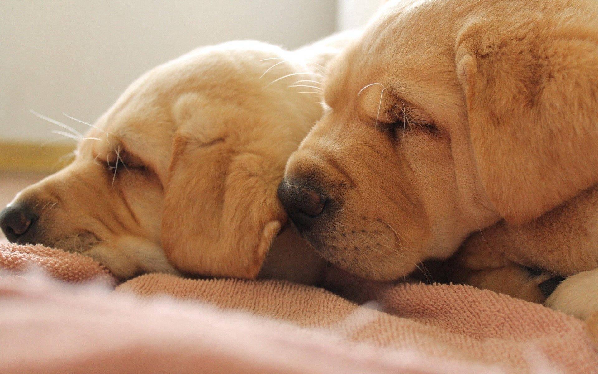 Adorable Wrinkled Face Puppies — 1920x1200 wallpaper