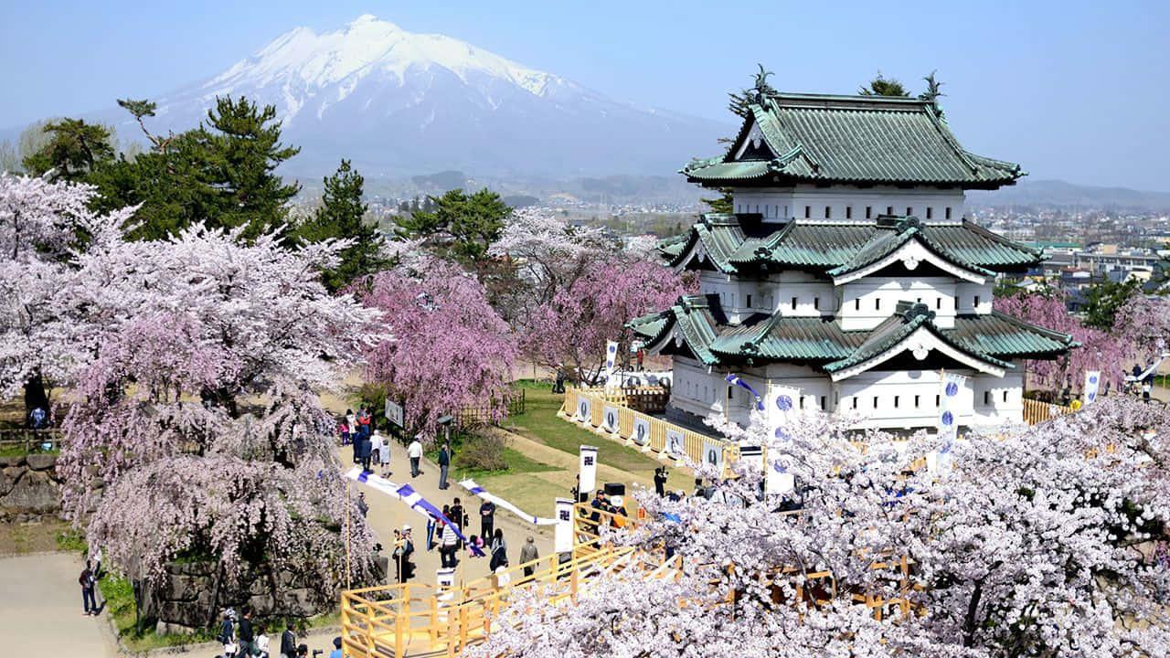 Aerial View Cherry Blossom Hirosaki Park pictures — 1280x720 wallpaper
