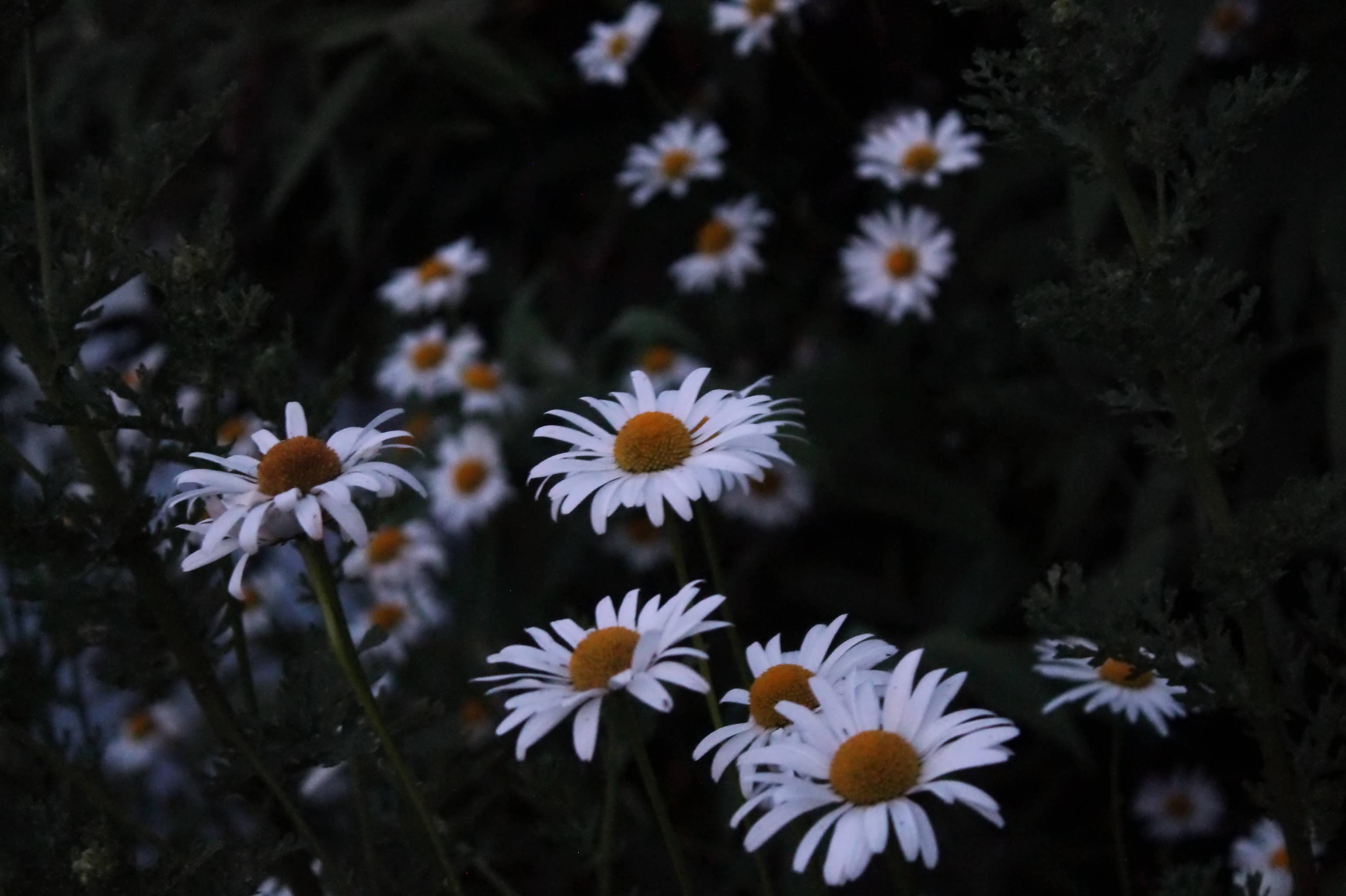 Aesthetic and peaceful daisy in a field of grass and blue sky. — 3088x2056 wallpaper