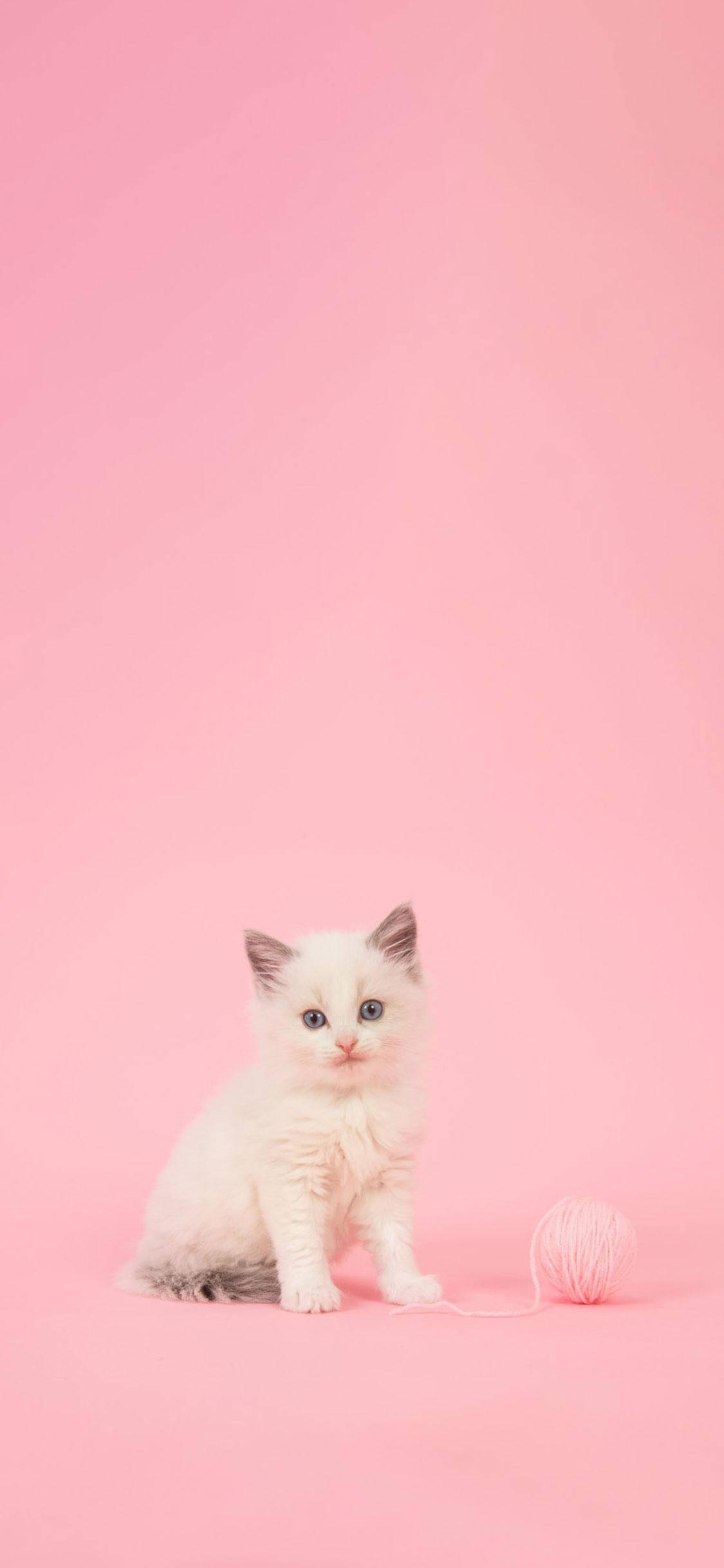 Aesthetic Girly Kitten Yarn — 1125x2436 wallpaper